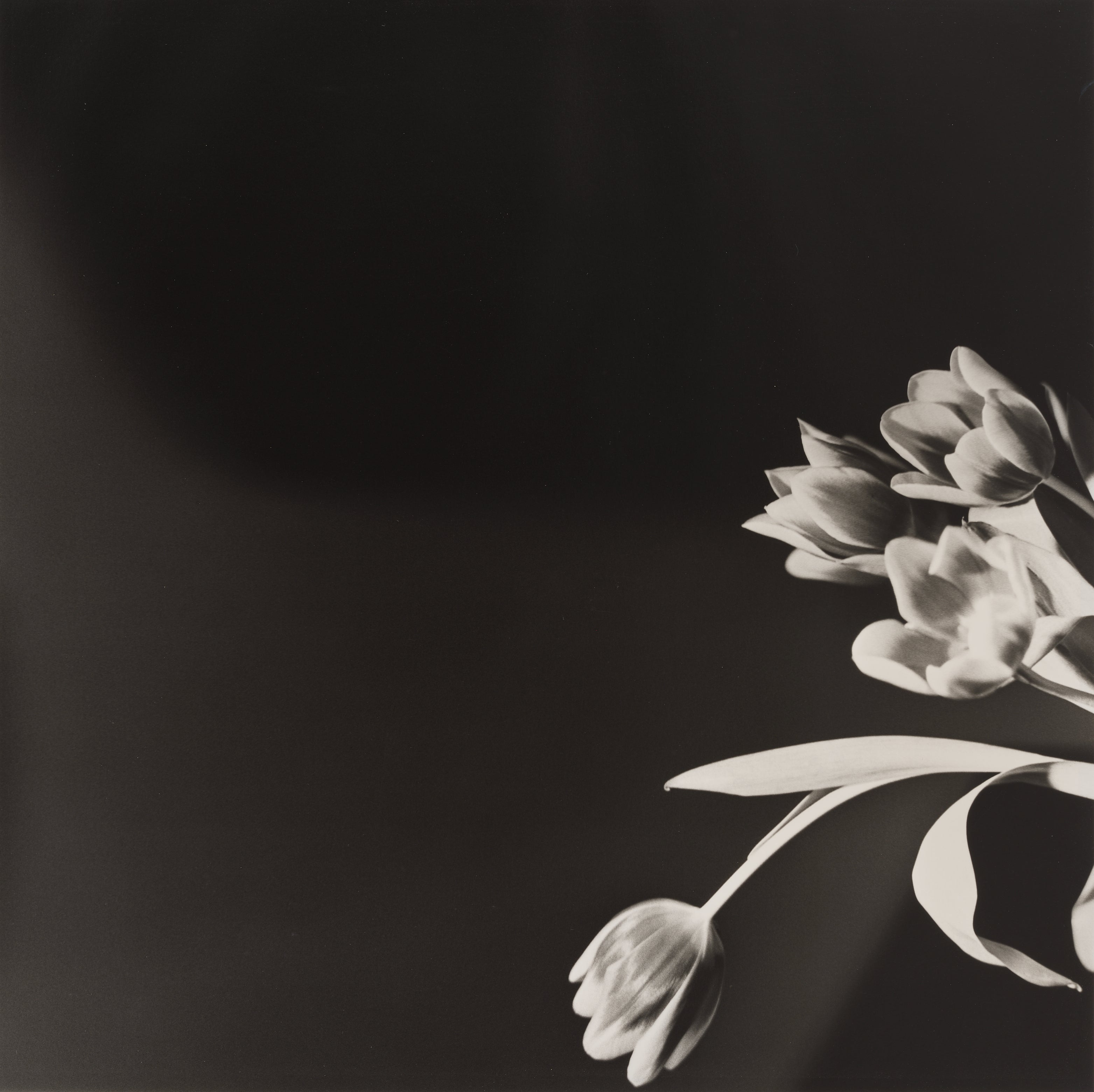 Robert Mapplethorpe: Works for Sale, Upcoming Auctions & Past Results