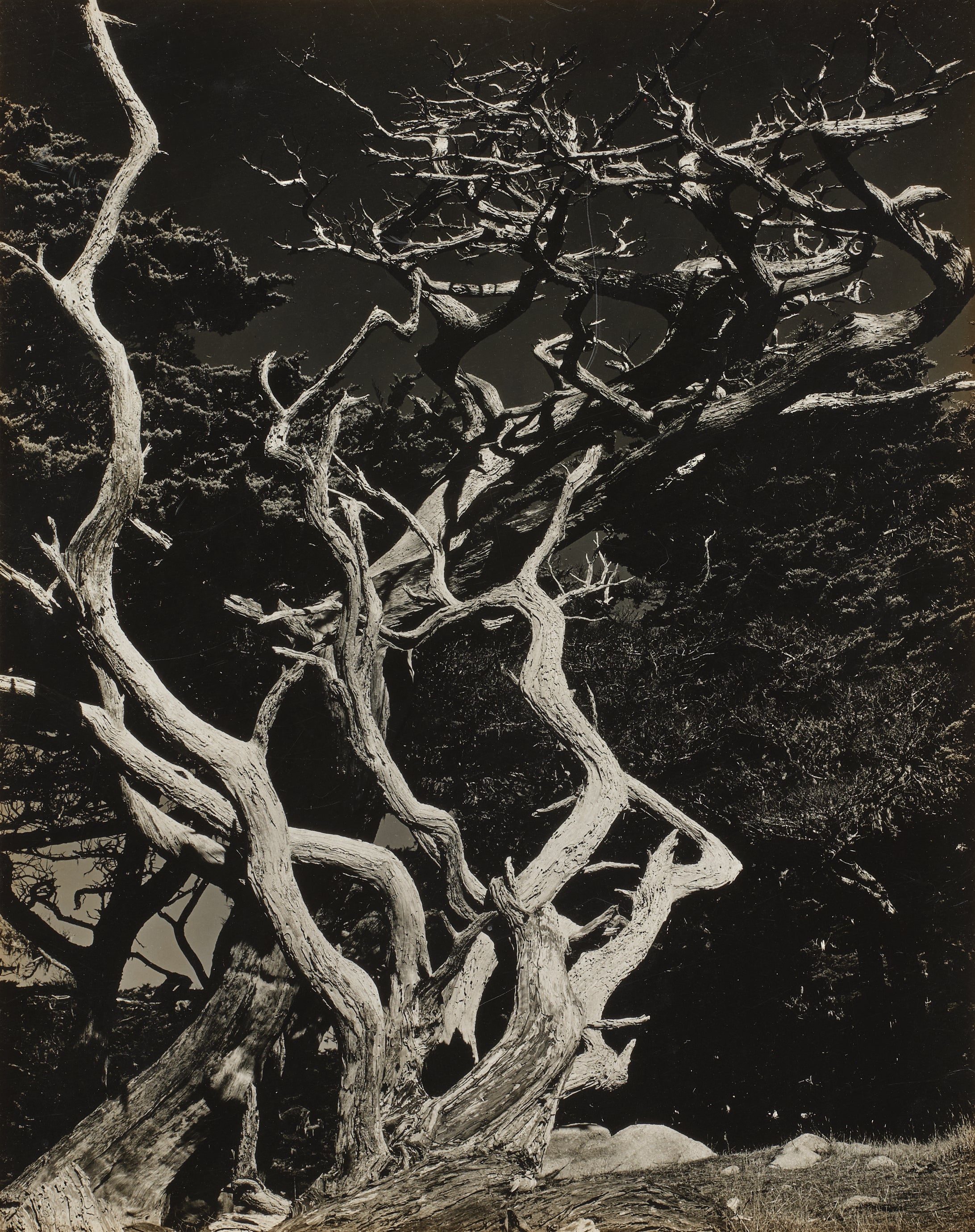 Edward Weston: Works for Sale, Upcoming Auctions & Past Results