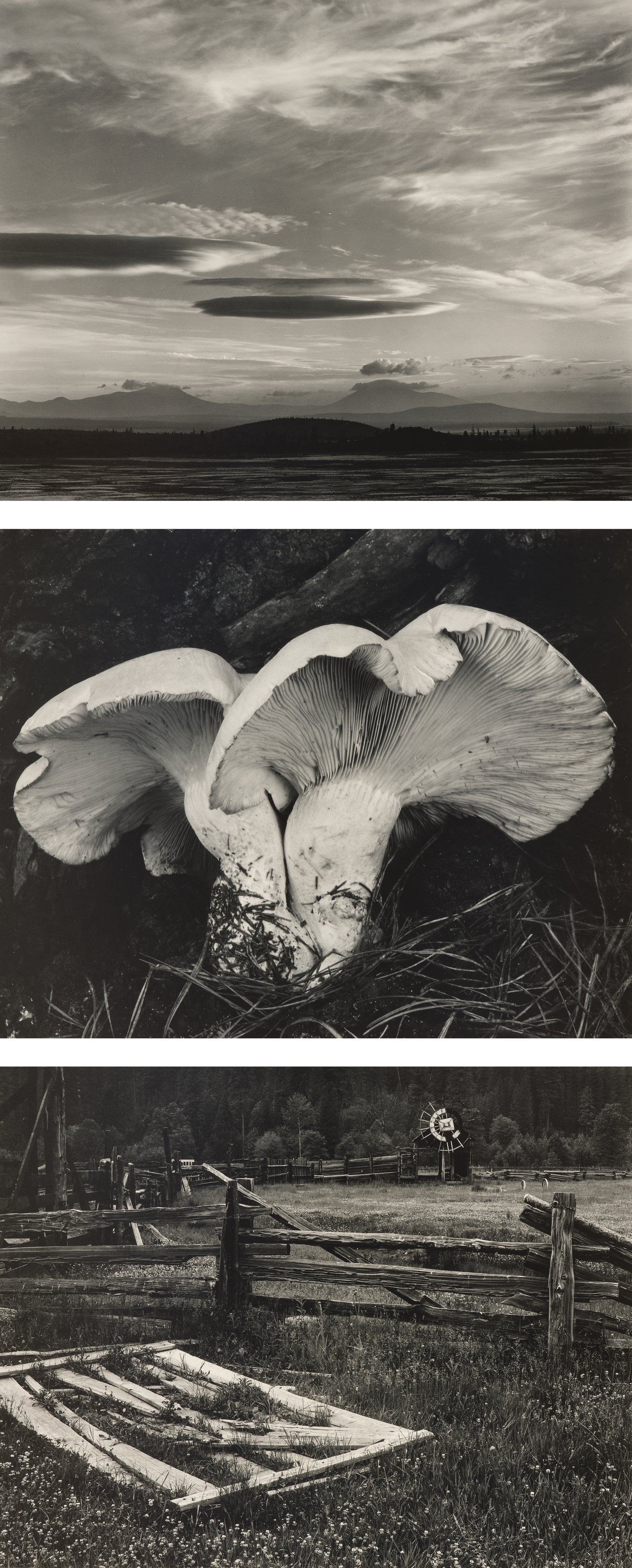 荒木経惟 Nobuyoshi Araki Photographs