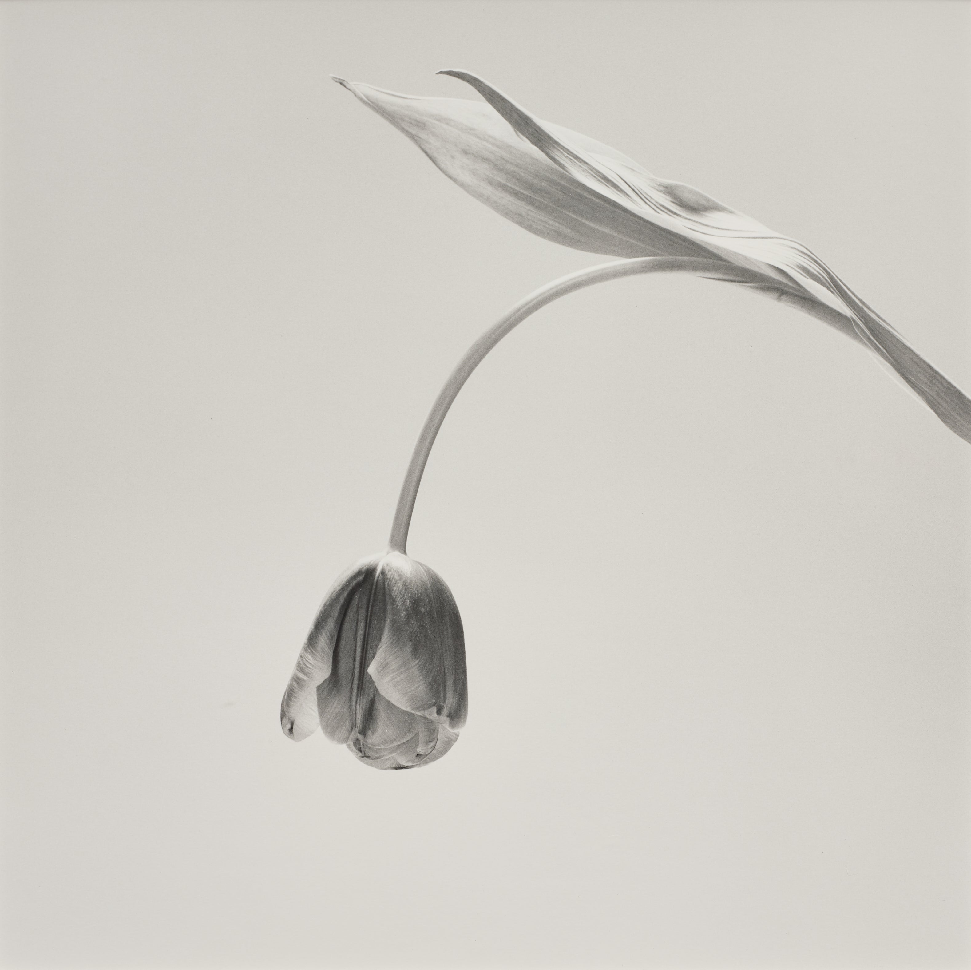 アート・デザイン・音楽 ROBERT MAPPLETHORPE EARLYWORKS Robert Mapplethorpe, Orchid, 1985 | Galerie Thomas Schulte