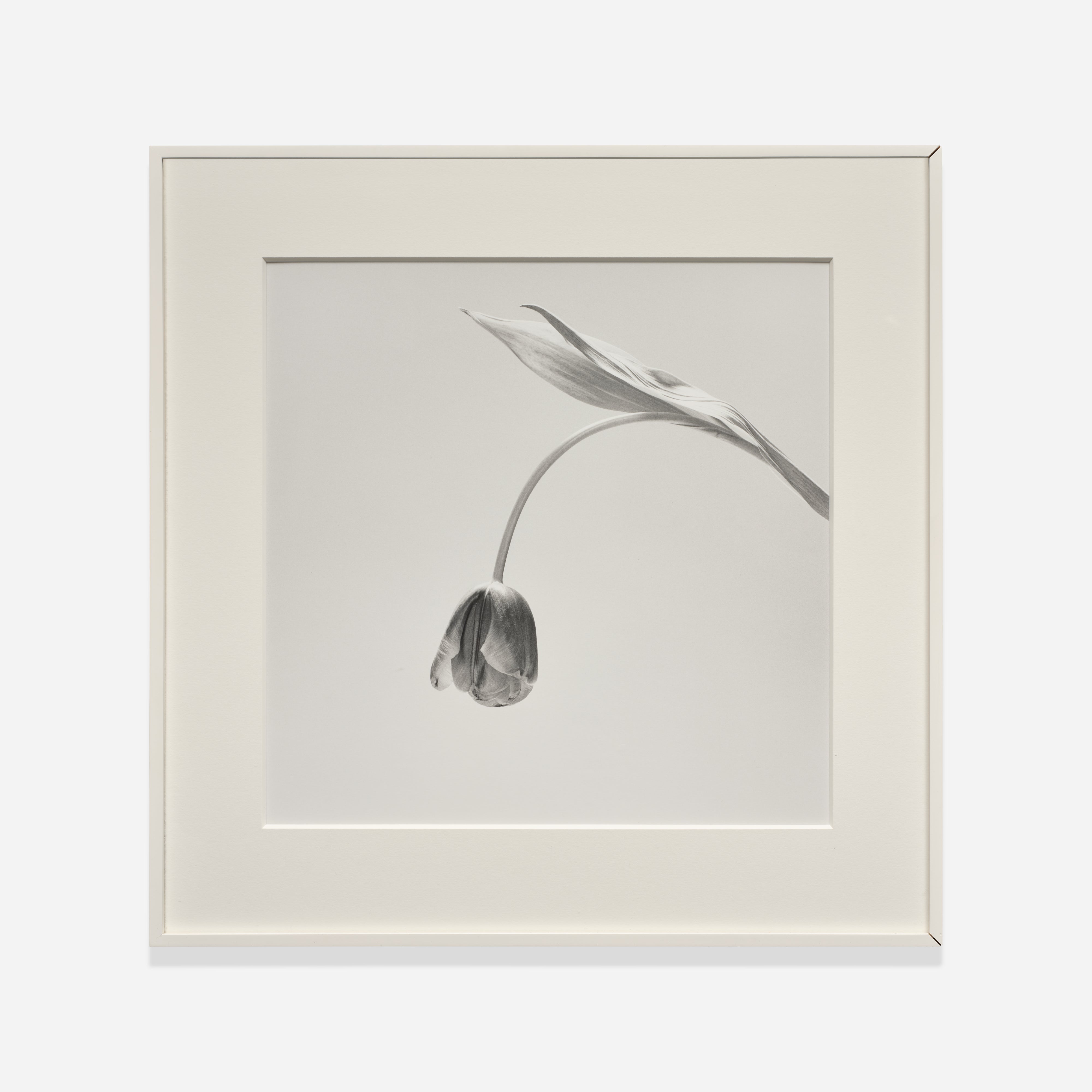 Robert Mapplethorpe Photographs