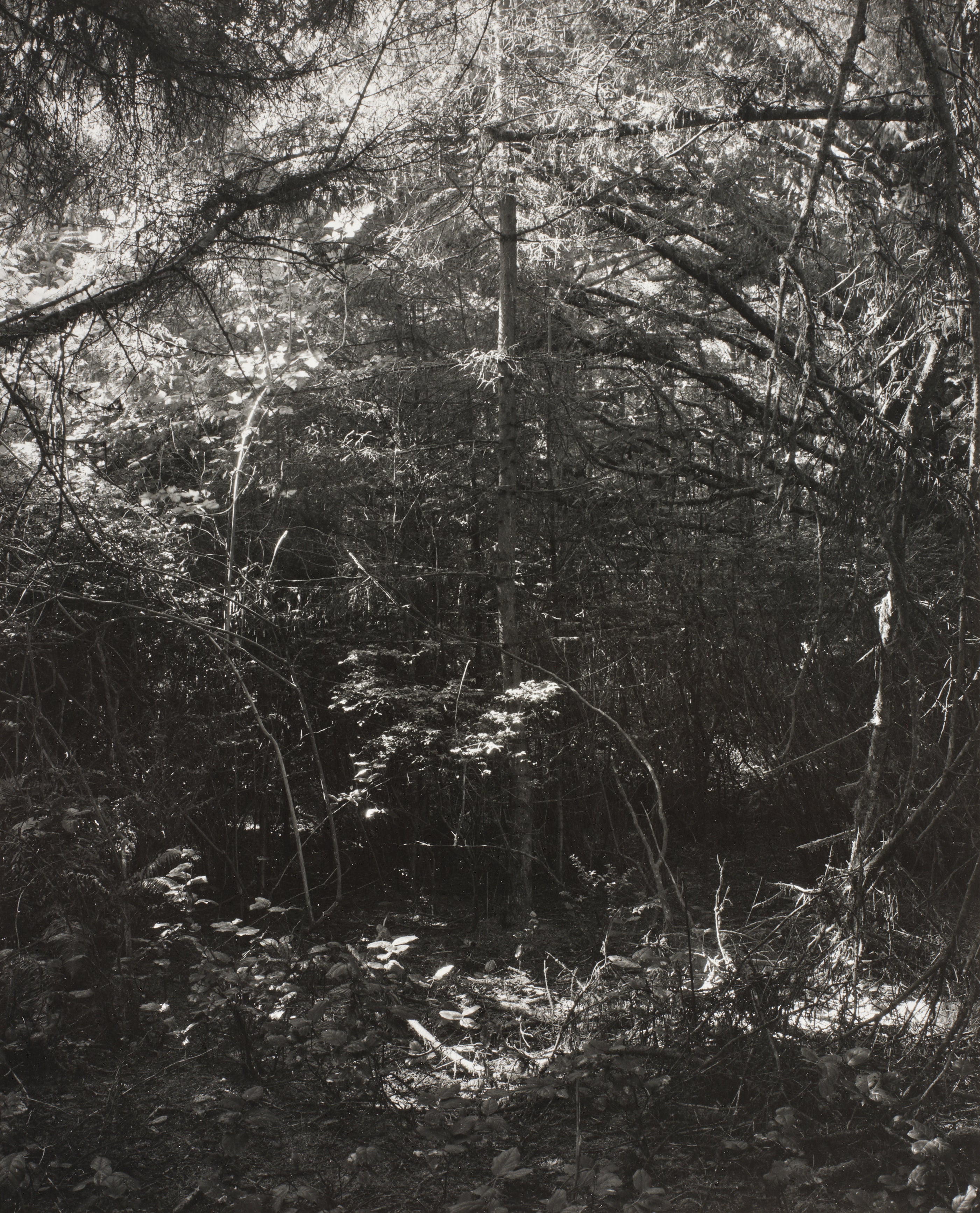 Robert Adams: Works for Sale, Upcoming Auctions & Past Results