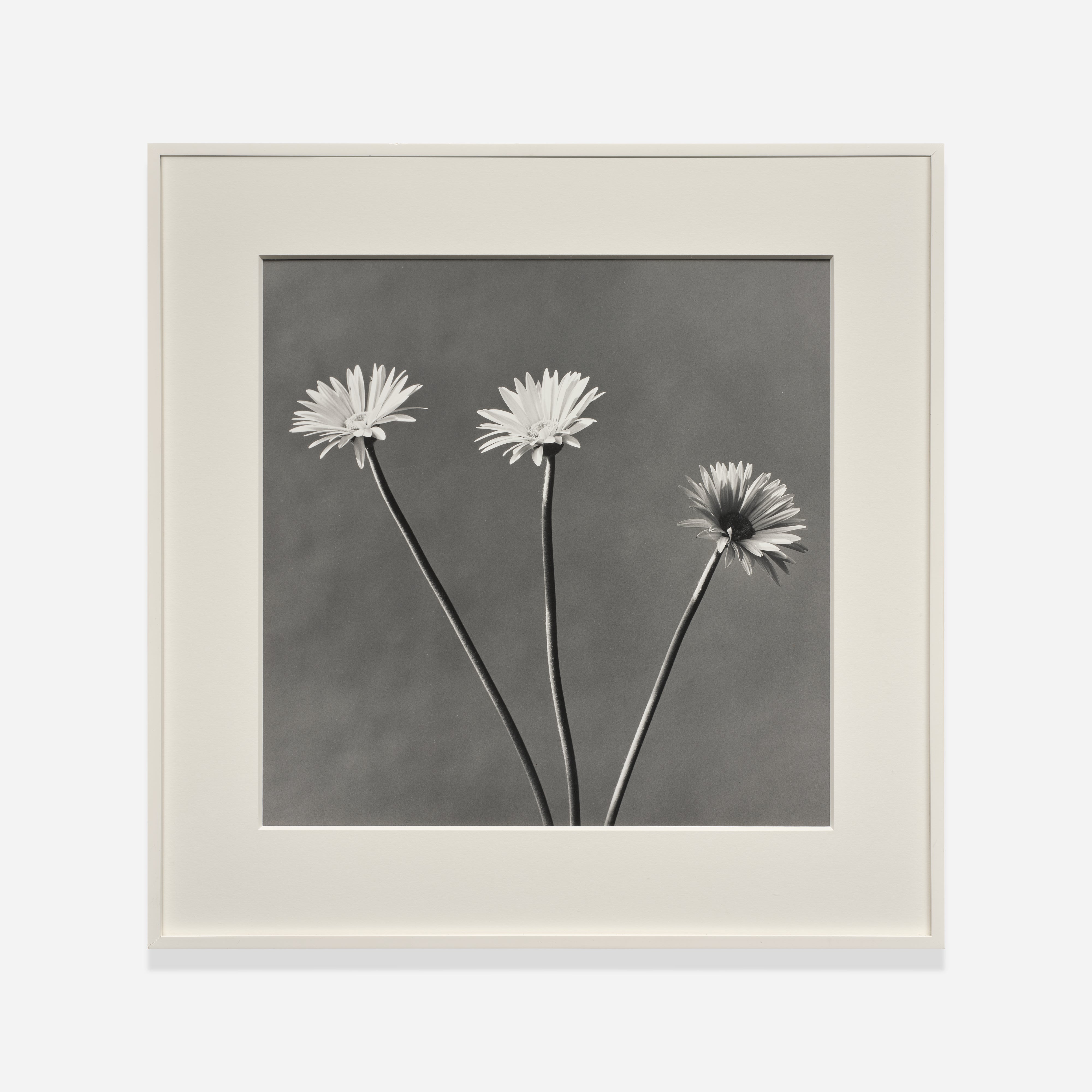 Robert Mapplethorpe Photographs