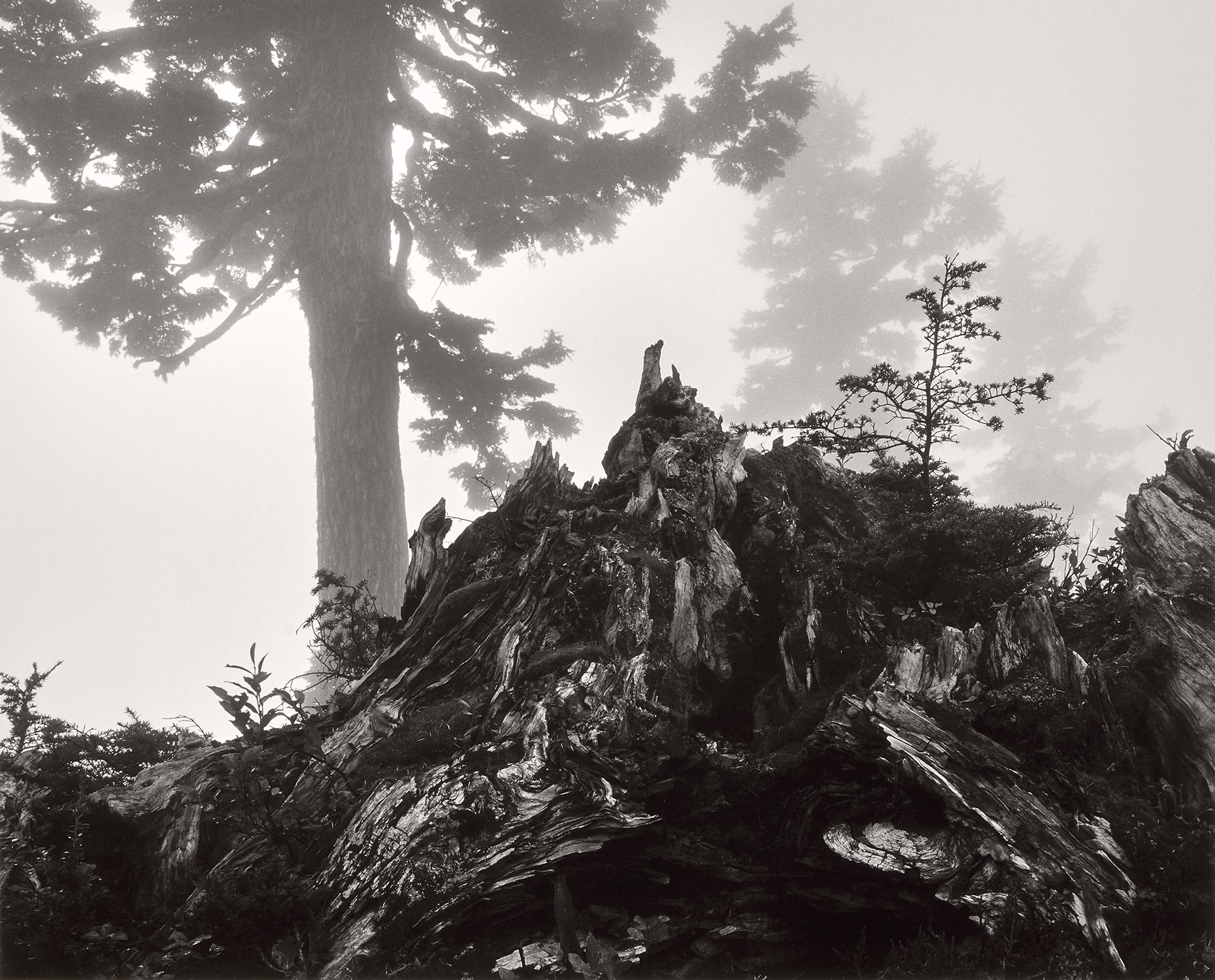 Tree, Stump And Mist, Northern Cascades, Washington