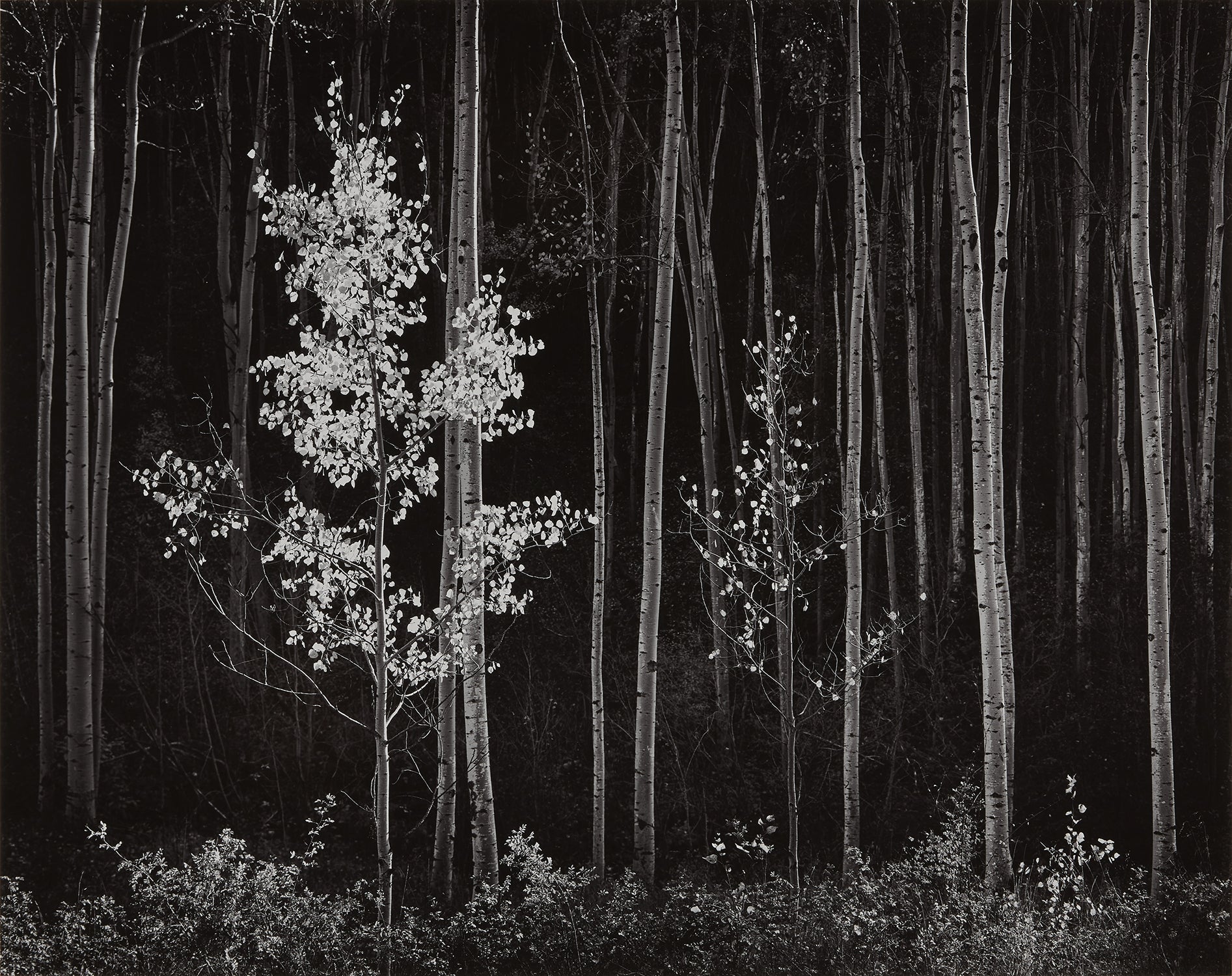 Aspens, Northern New Mexico