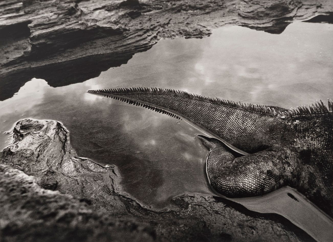 <p><strong>SEBASTIÃO SALGADO</strong> <em>Marine Iguana, Rábida Island, the Galápagos, </em>$6,000–8,000</p>