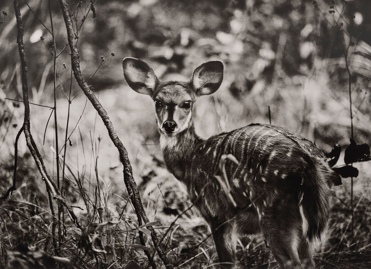 <p><strong>SEBASTI&Atilde;O SALGADO</strong> <em>Fawn, Kafue National Park, Zambia,&nbsp;</em>$5,000&ndash;7,000</p>
