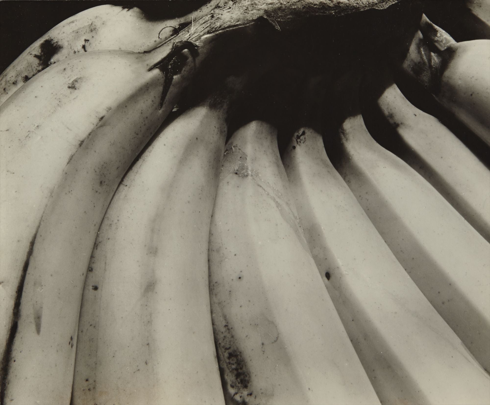 Edward Weston Photographs