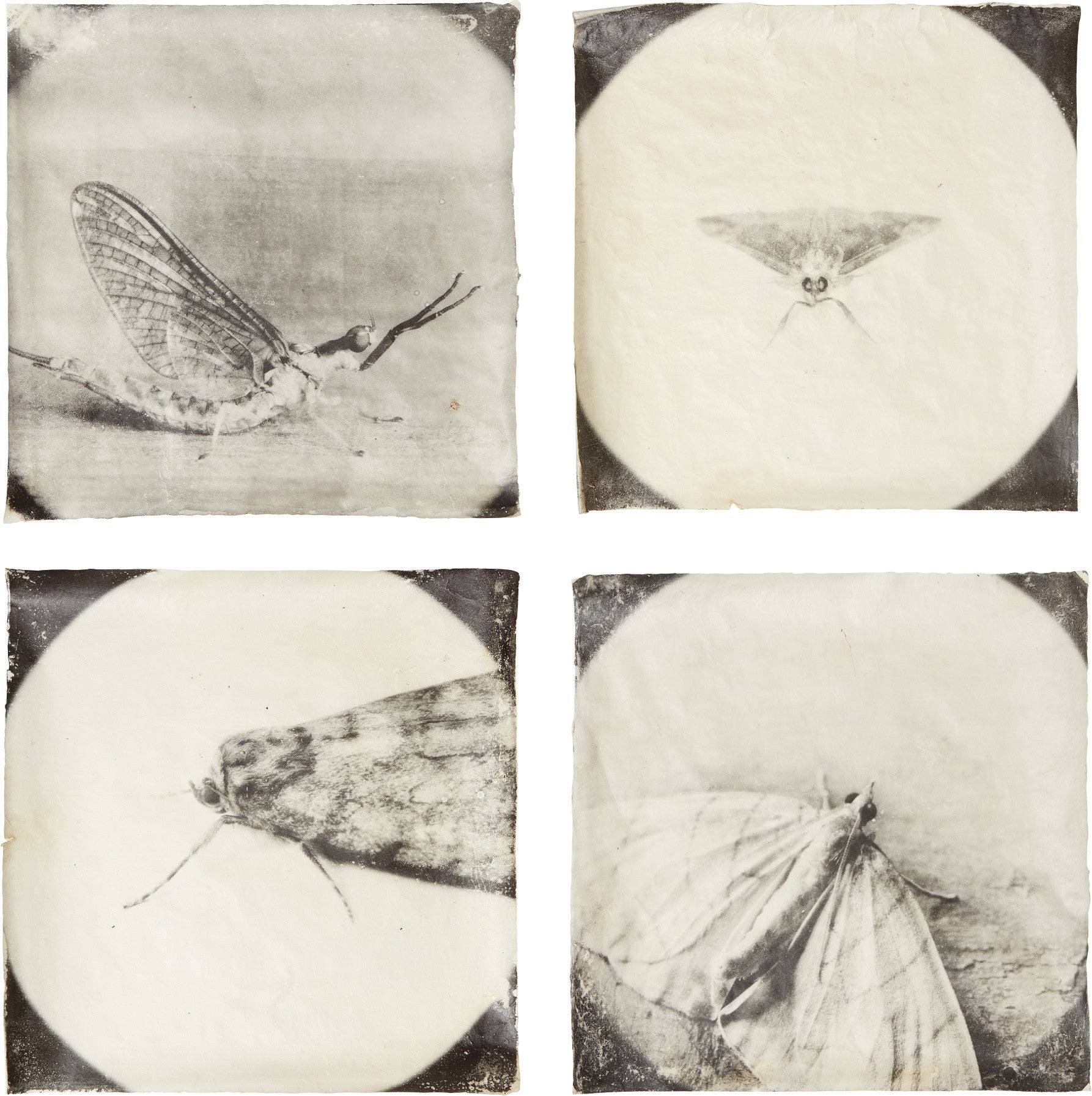 Doug Starn and Mike Starn The Odyssey of Collecting: Photographs