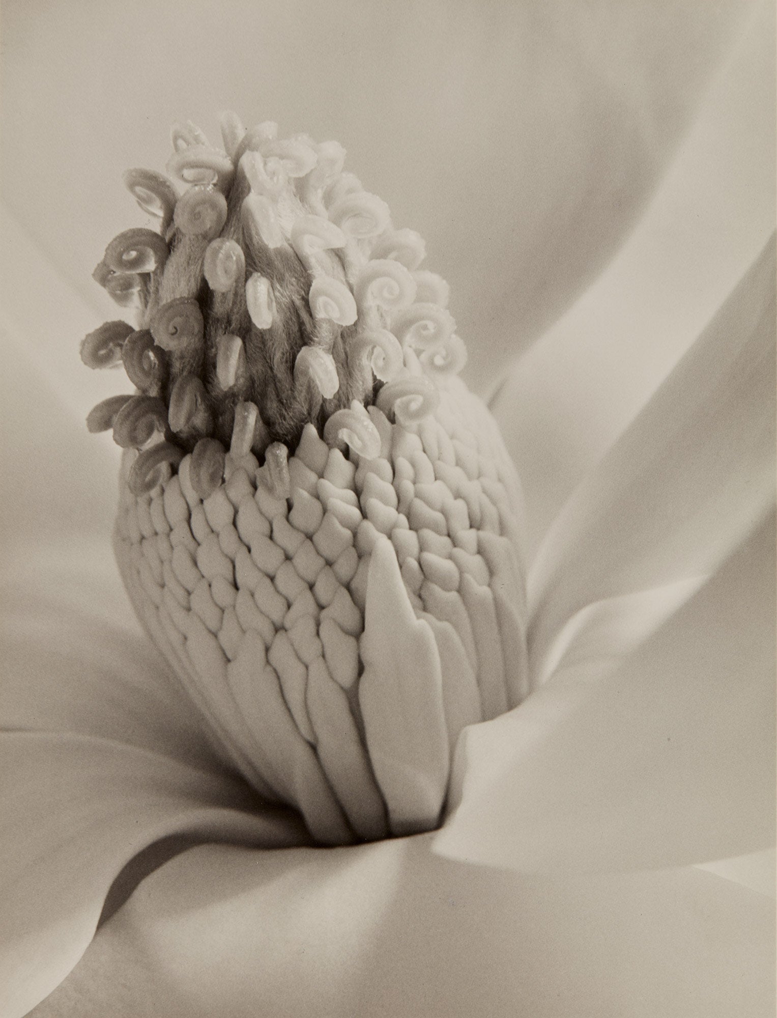 Imogen Cunningham The Odyssey of Collecting: Photographs from Joy