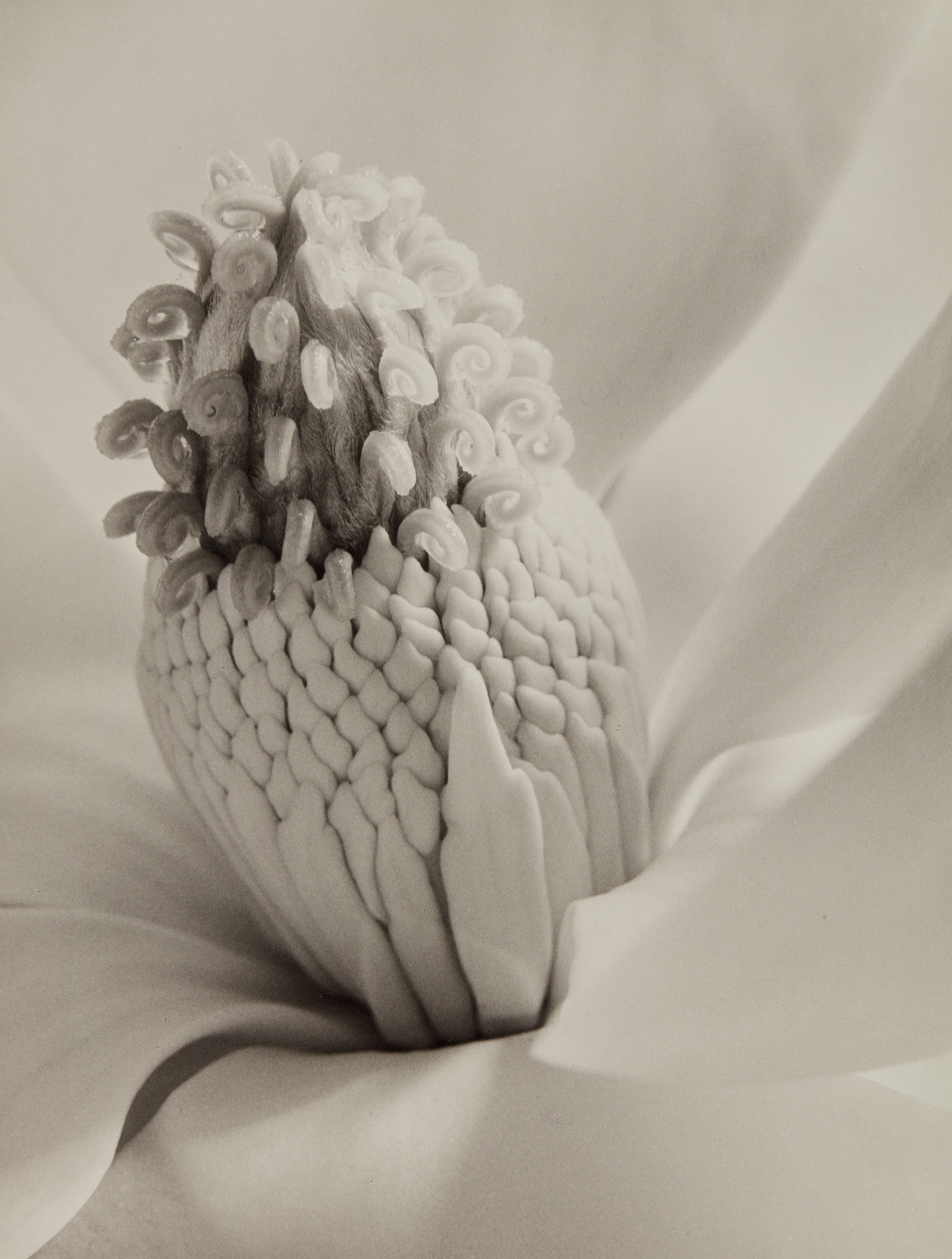 Imogen Cunningham The Odyssey of Collecting: Photographs from Joy