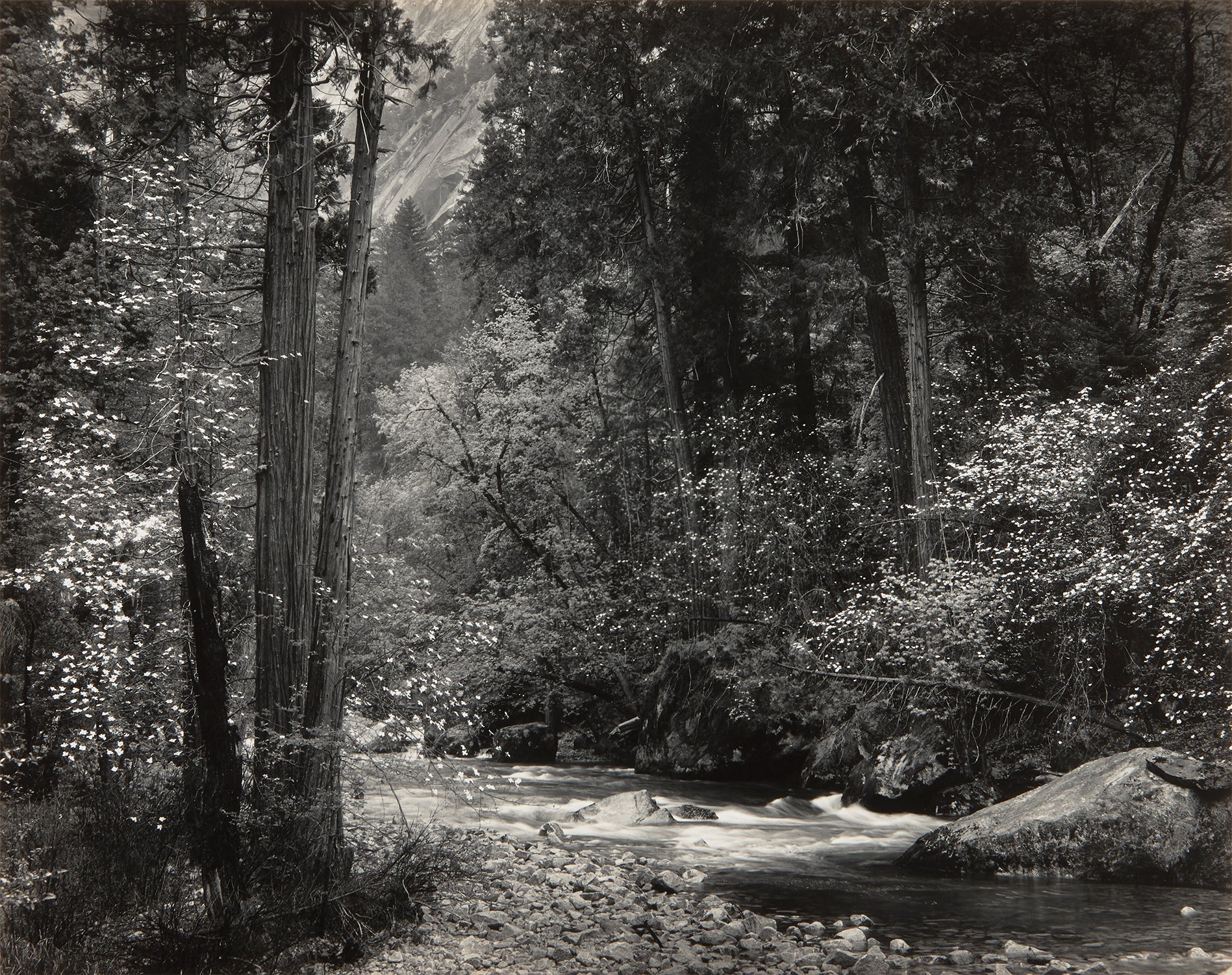 Tenaya Creek, Dogwood, Rain, Yosemite National Park, California