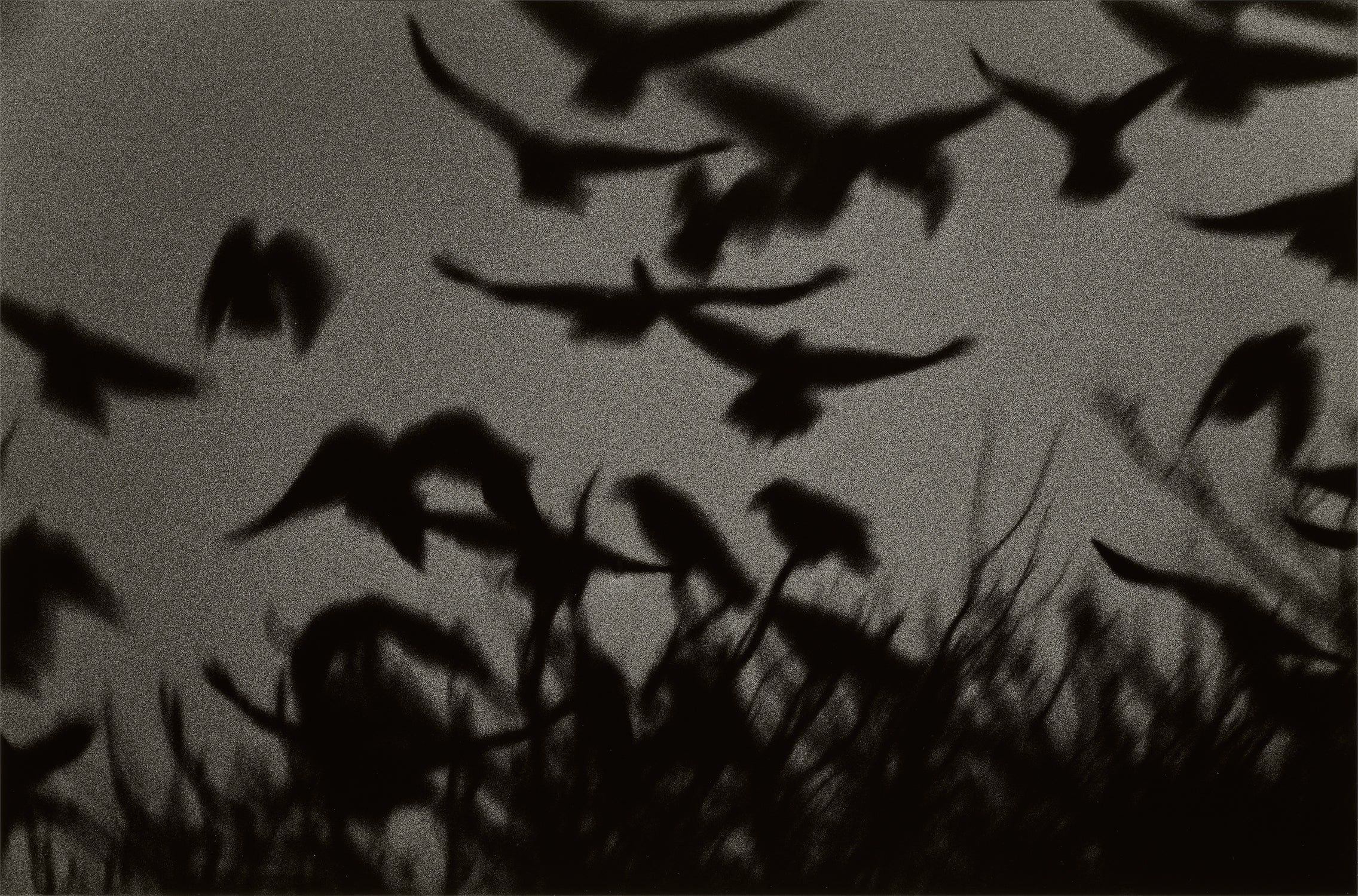 深瀬 昌久 Masahisa Fukase: Works for Sale, Upcoming Auctions