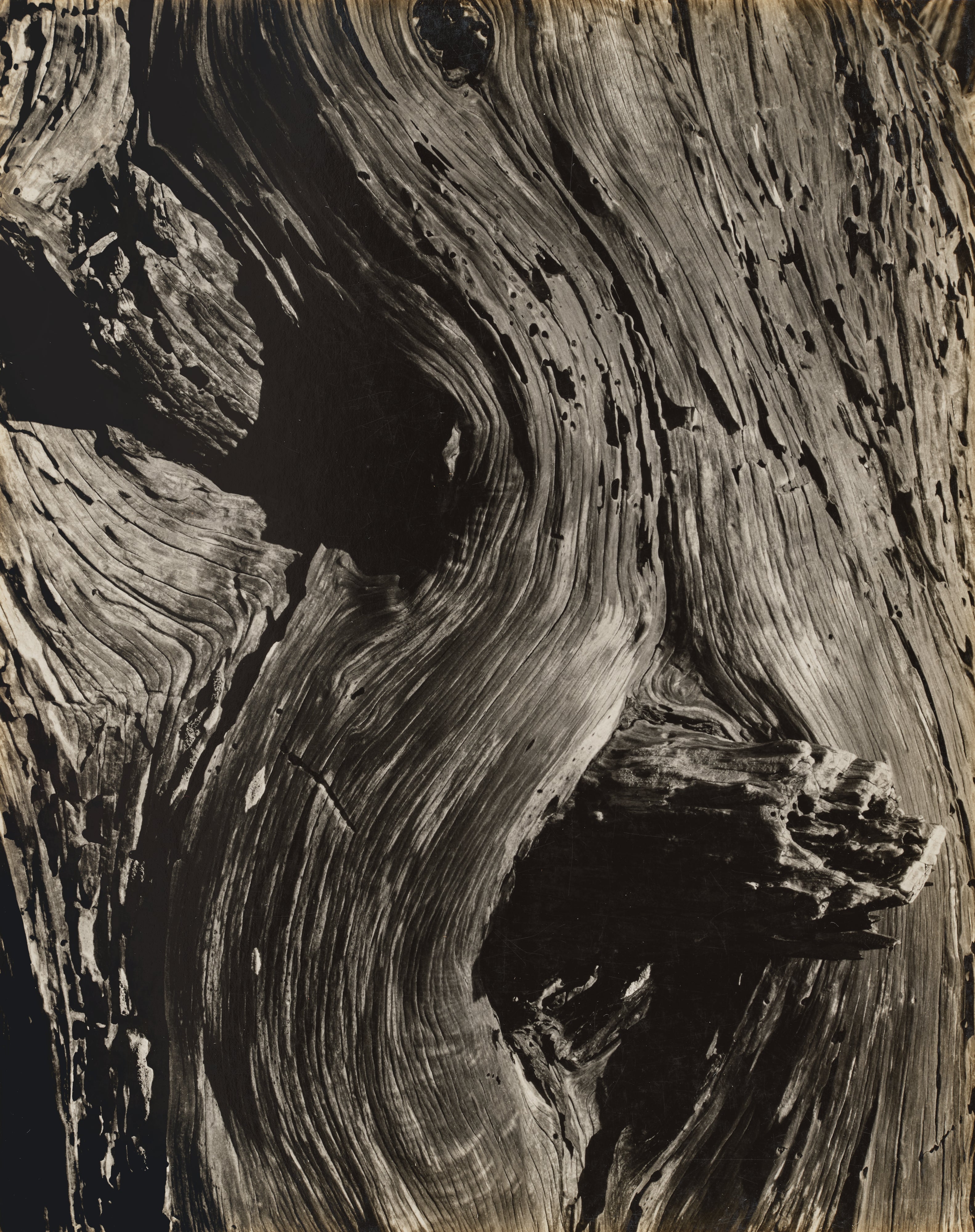 Edward Weston: Works for Sale, Upcoming Auctions & Past Results