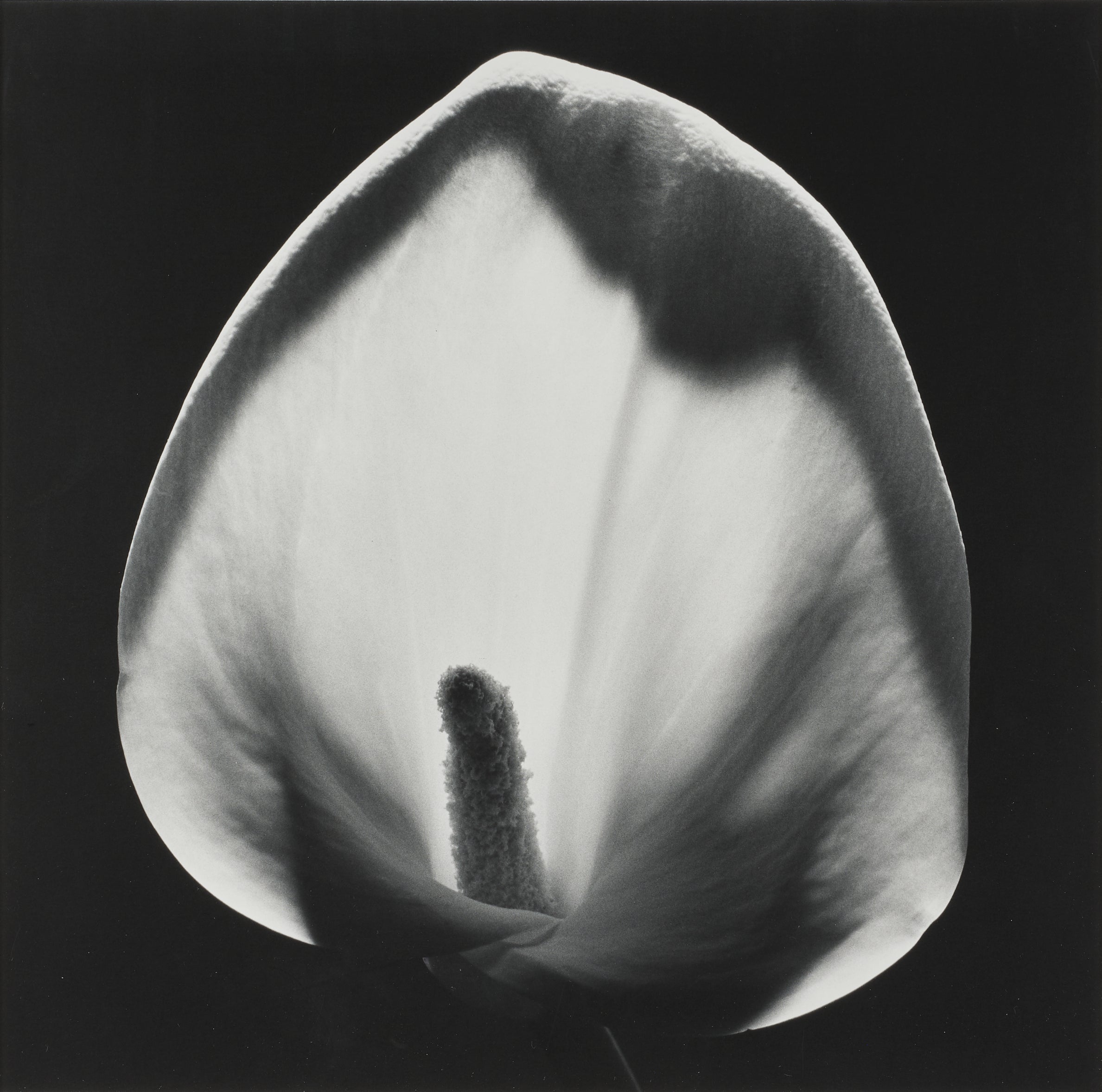 Robert Mapplethorpe: Works for Sale, Upcoming Auctions & Past Results