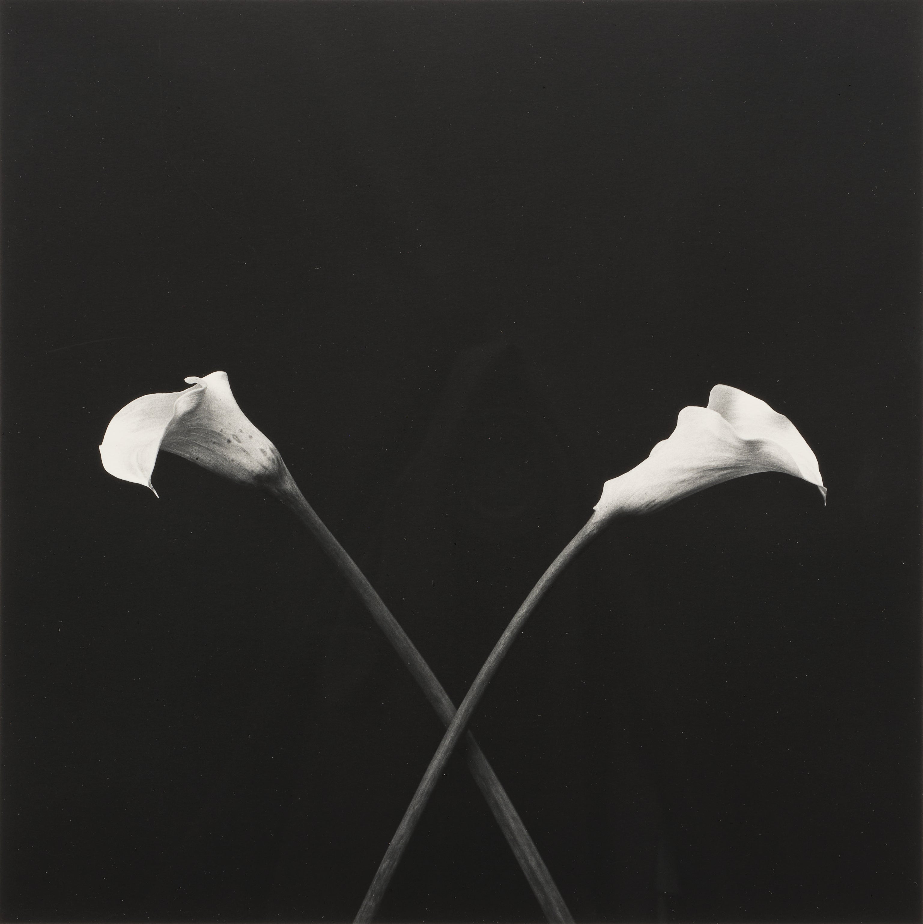 Robert Mapplethorpe: Works for Sale, Upcoming Auctions & Past Results