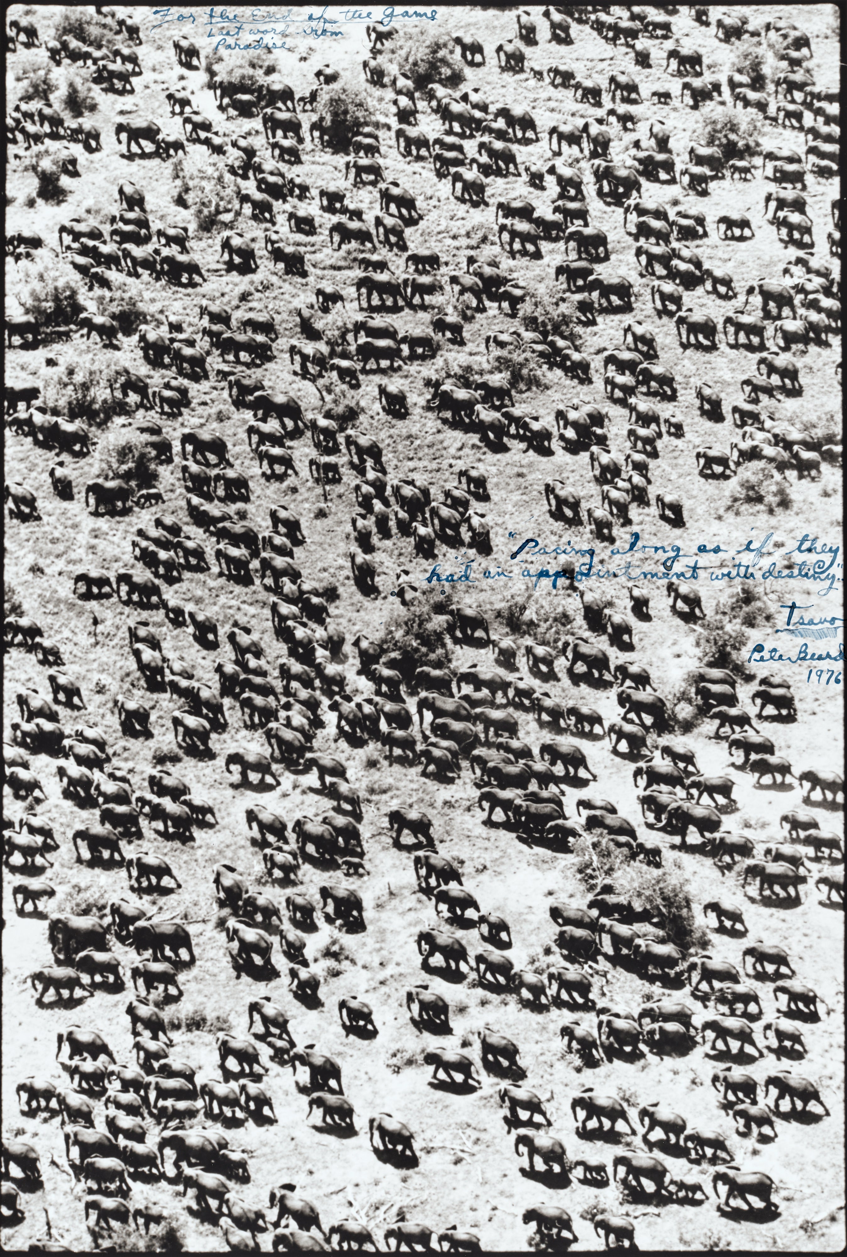 Peter Beard: Works for Sale, Upcoming Auctions & Past Results