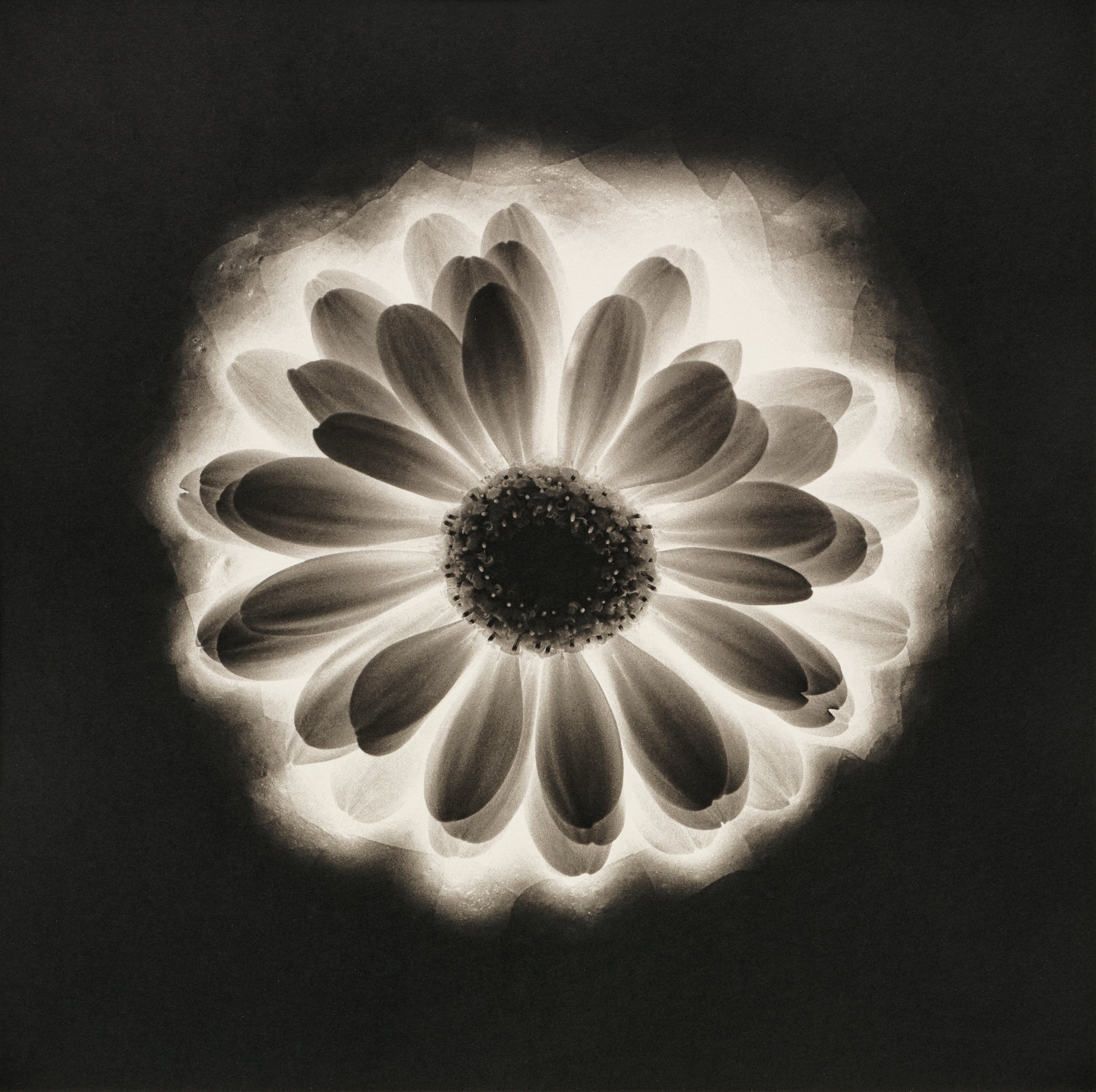 Robert Mapplethorpe: Works for Sale, Upcoming Auctions & Past Results