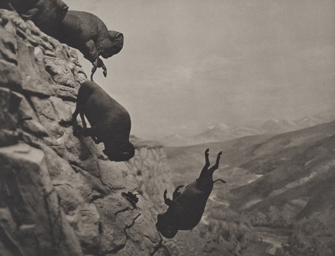 <p><strong>DAVID WOJNAROWICZ </strong><em>Untitled (Buffaloes), </em>$20,000 – 30,000</p>