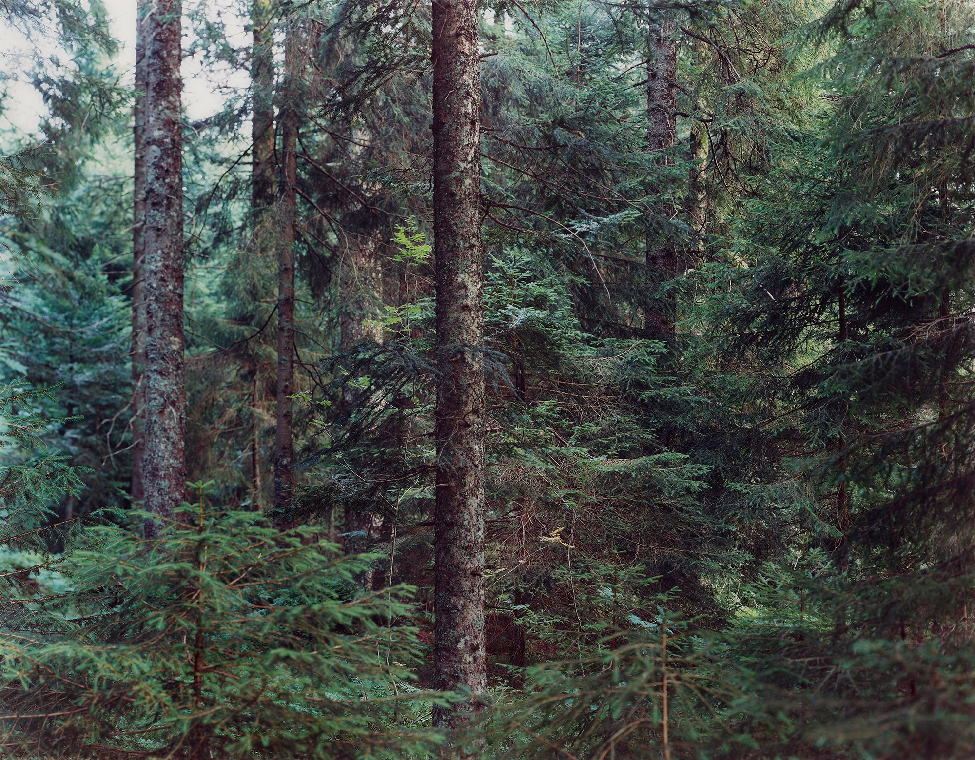 <p><strong>THOMAS STRUTH</strong> <em>Paradise 20 (Bavarian Forest),</em> $40,000-60,000</p>
