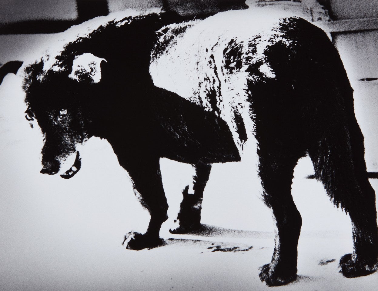 Daidō Moriyama: Works for Sale, Upcoming Auctions & Past Results