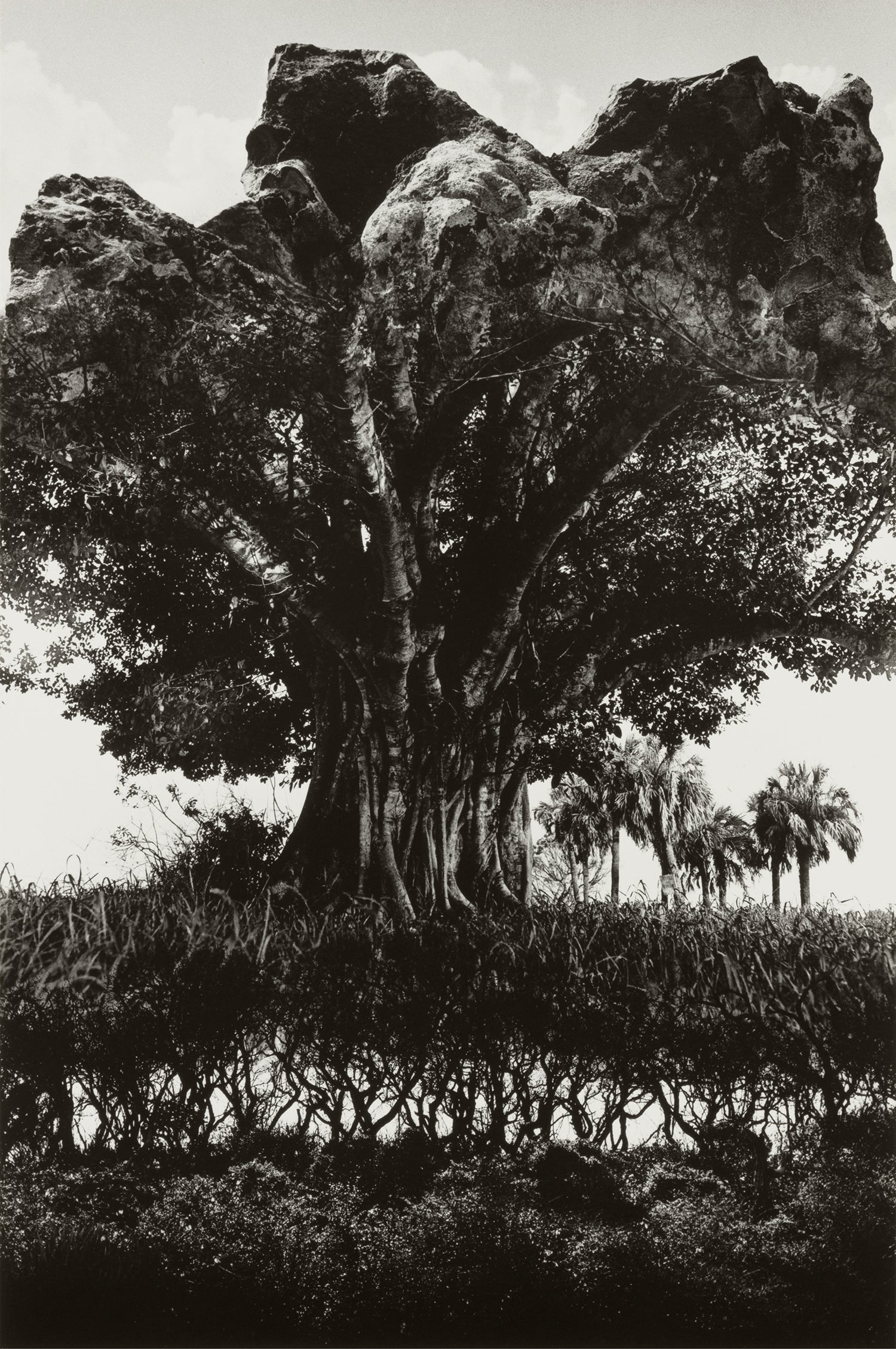 Rock-Tree