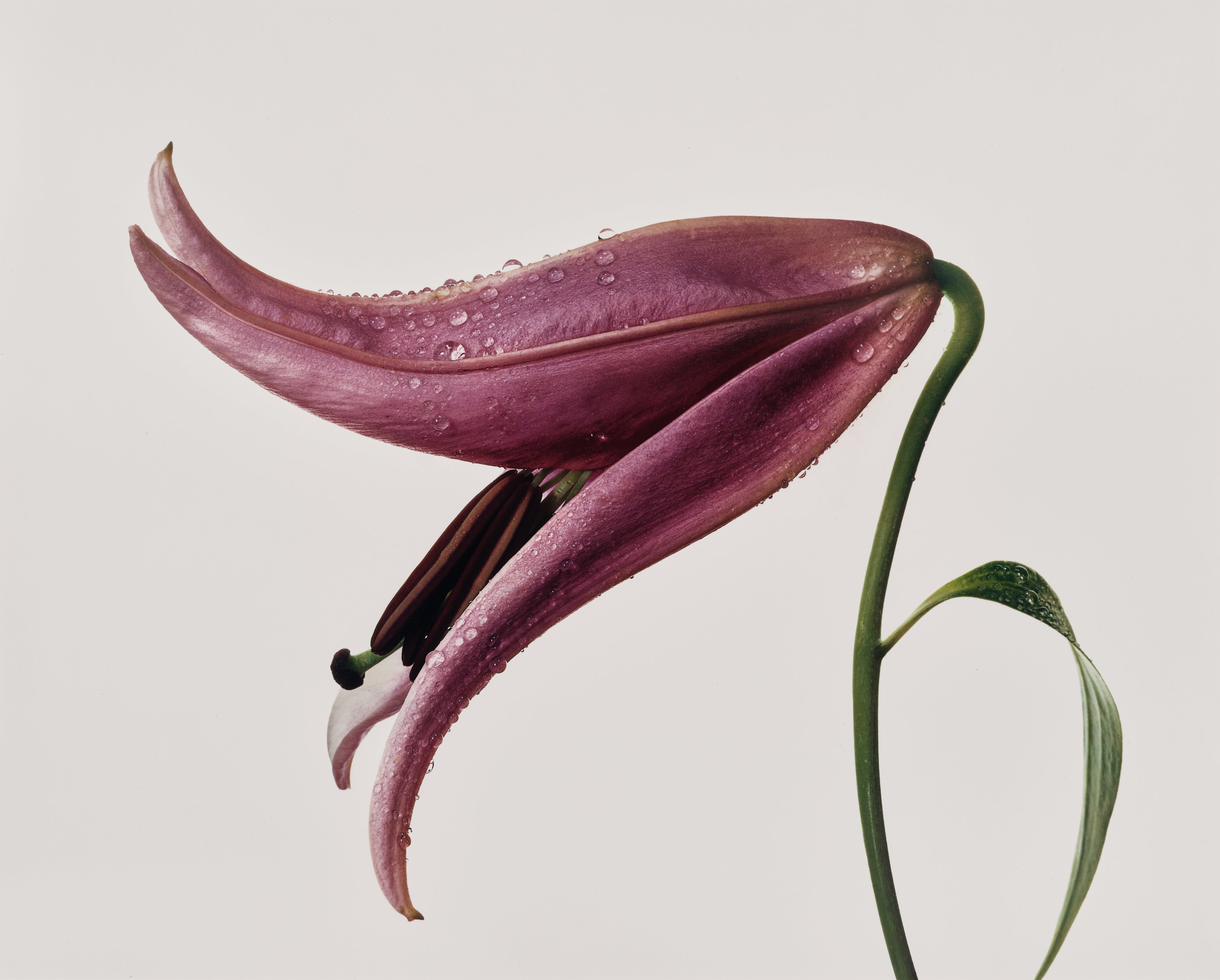 Irving Penn Visual Language: The Art of Irving Penn