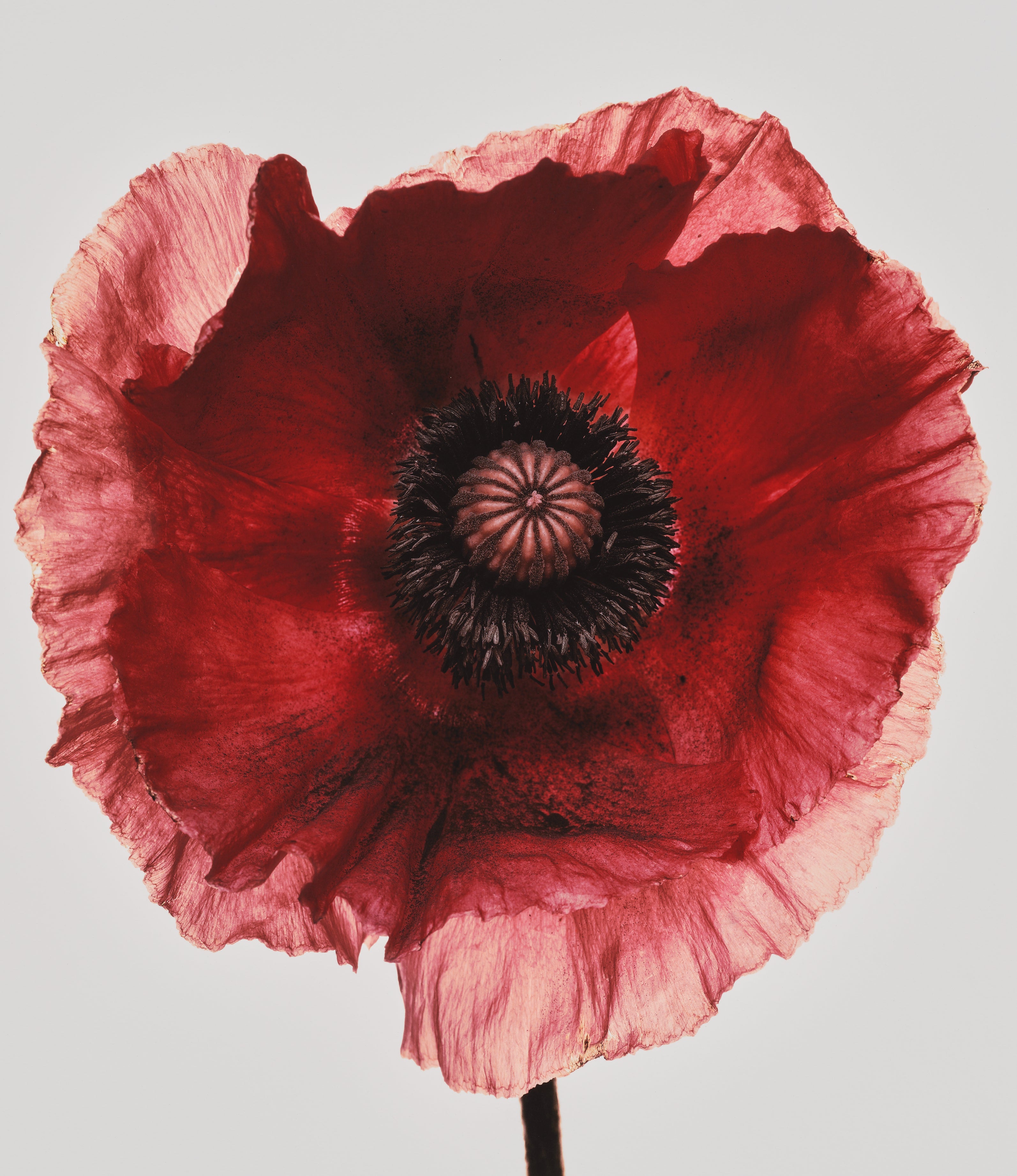 Irving Penn Visual Language: The Art of Irving Penn