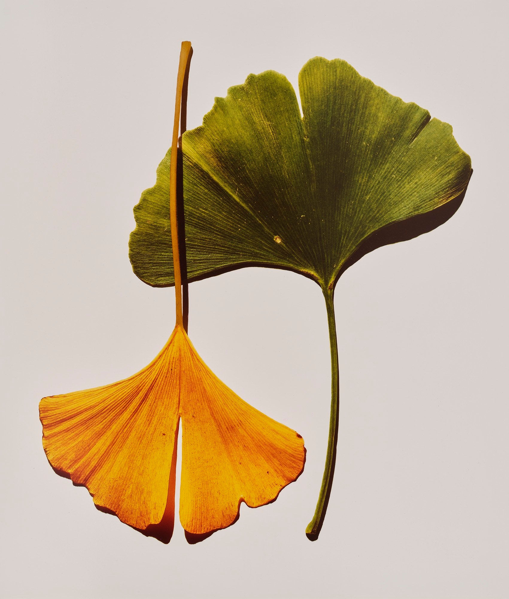 Visual Language: The Art of Irving Penn Wednesday, October 8, 2025