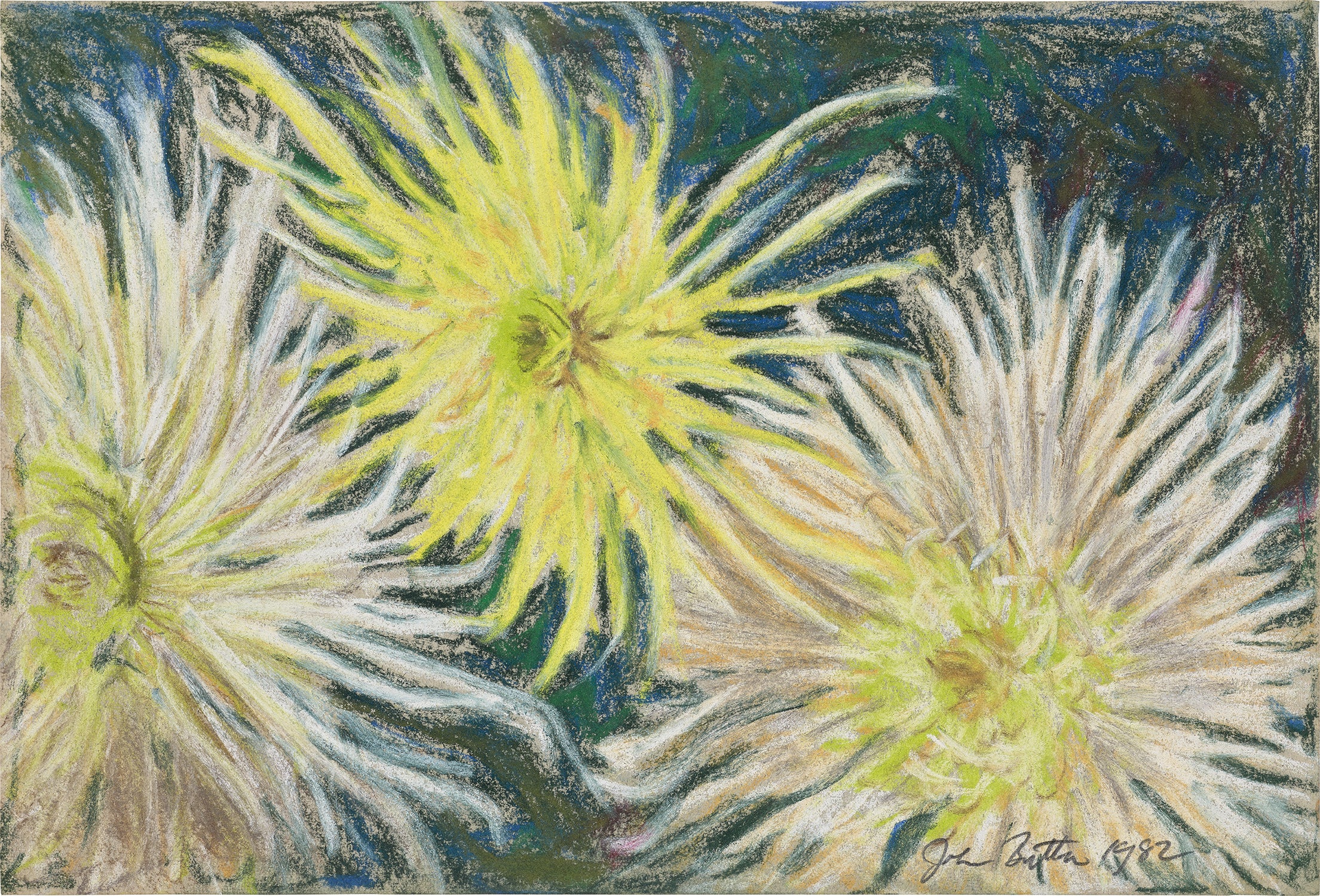 Spider Mums