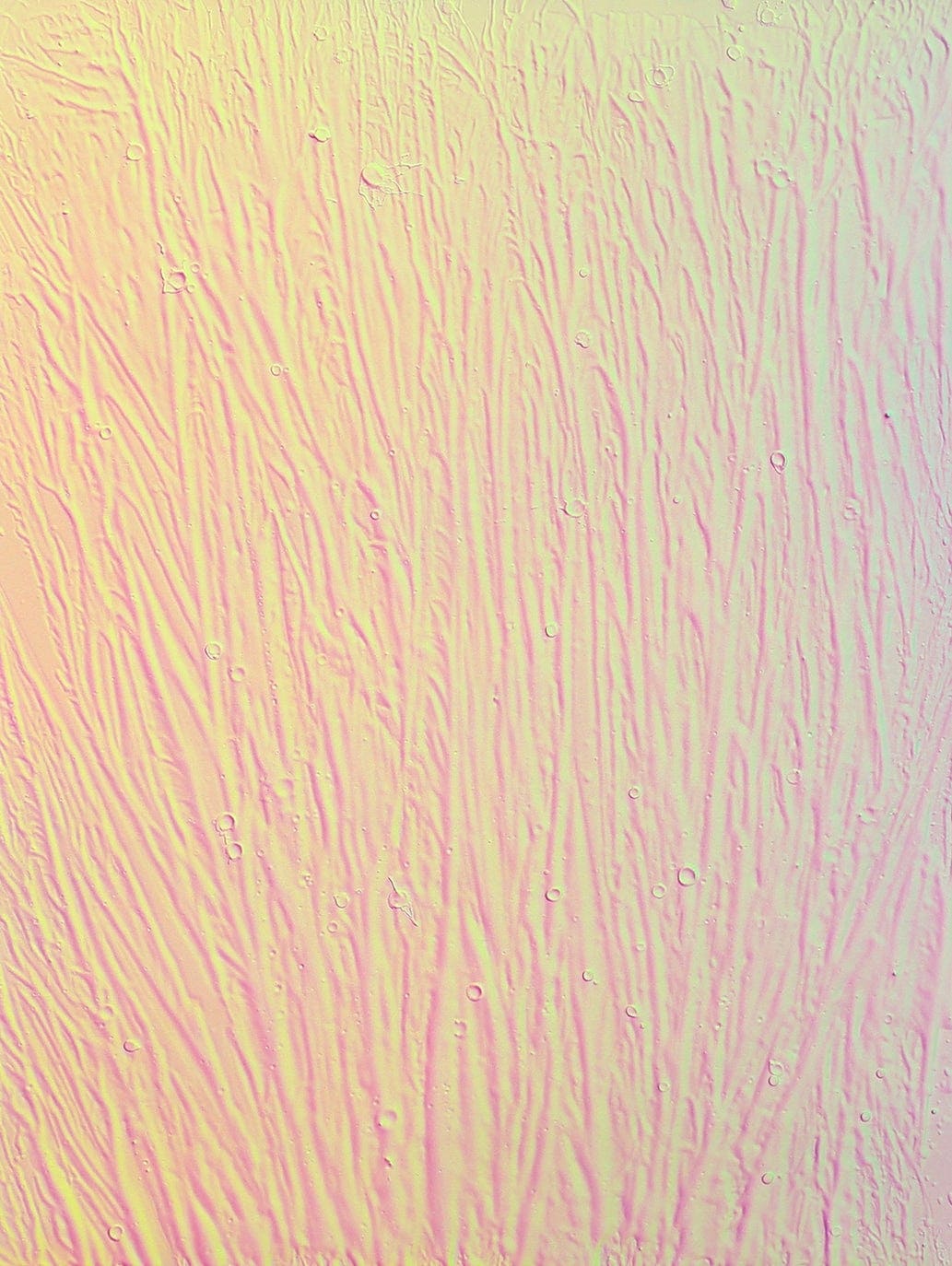 <b>MICHAEL STANIAK</b> <i>IMG_885 (holographic)</i>, 2014