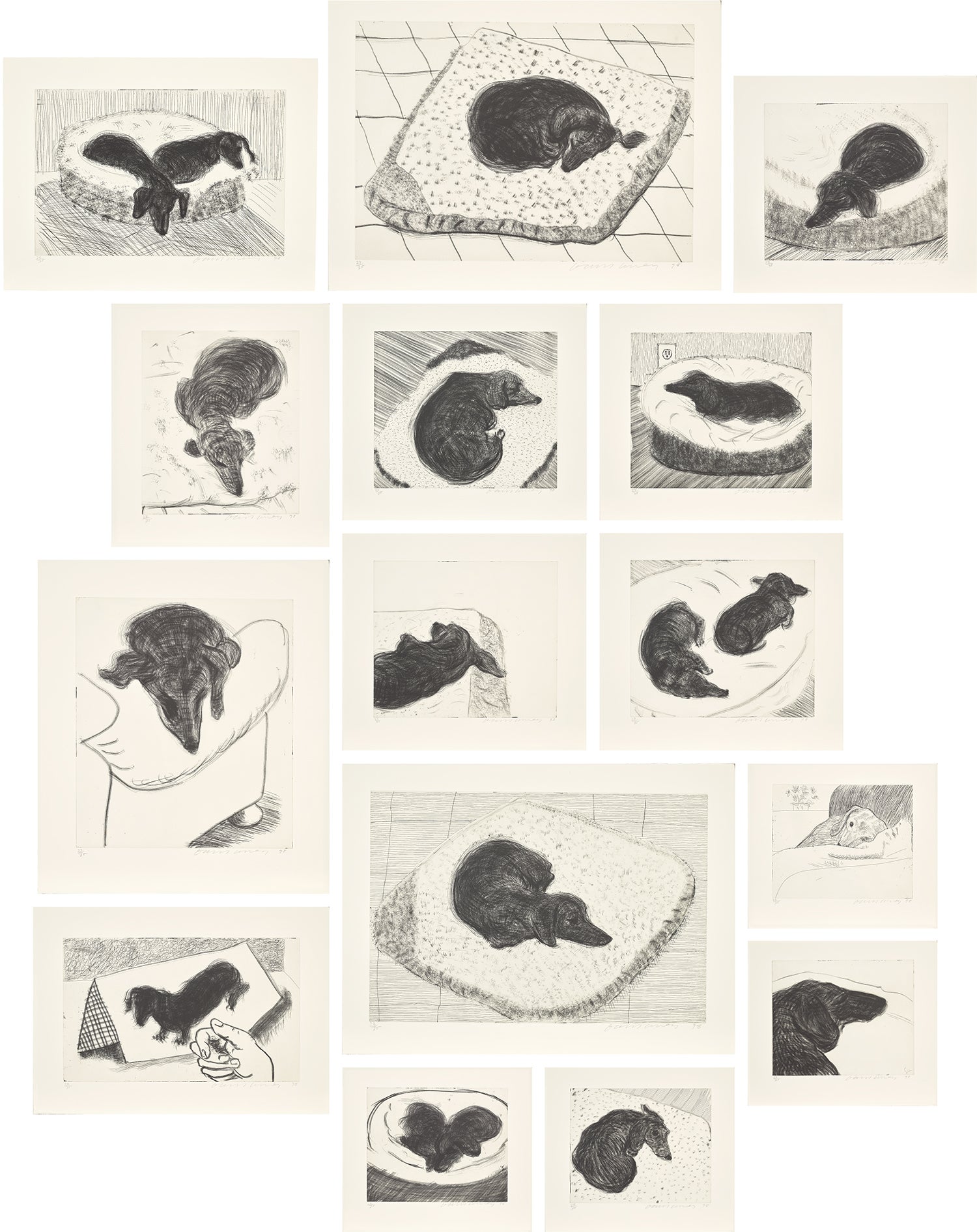 Dog Wall