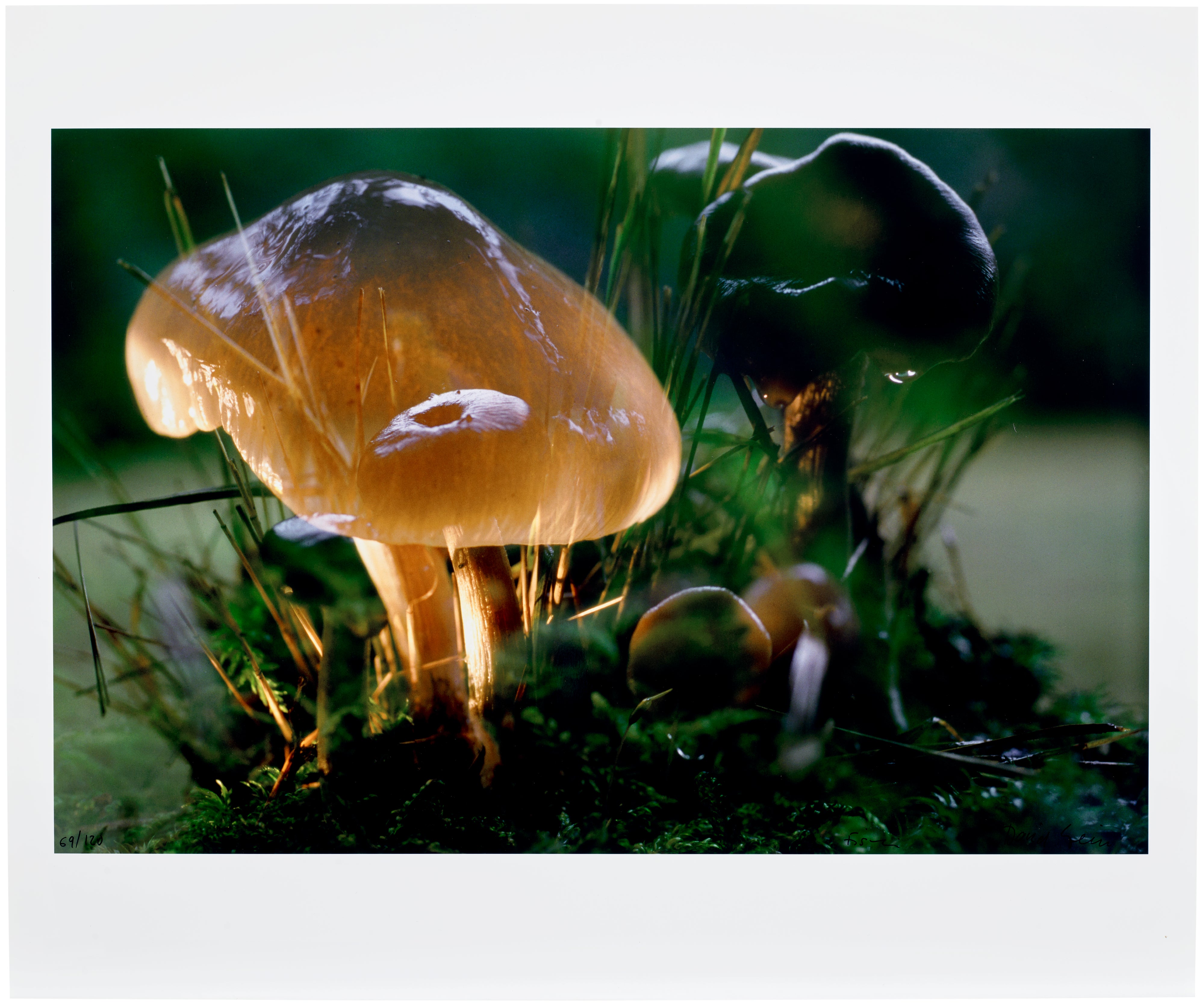 Peter Fischli and David Weiss: Works for Sale, Upcoming Auctions