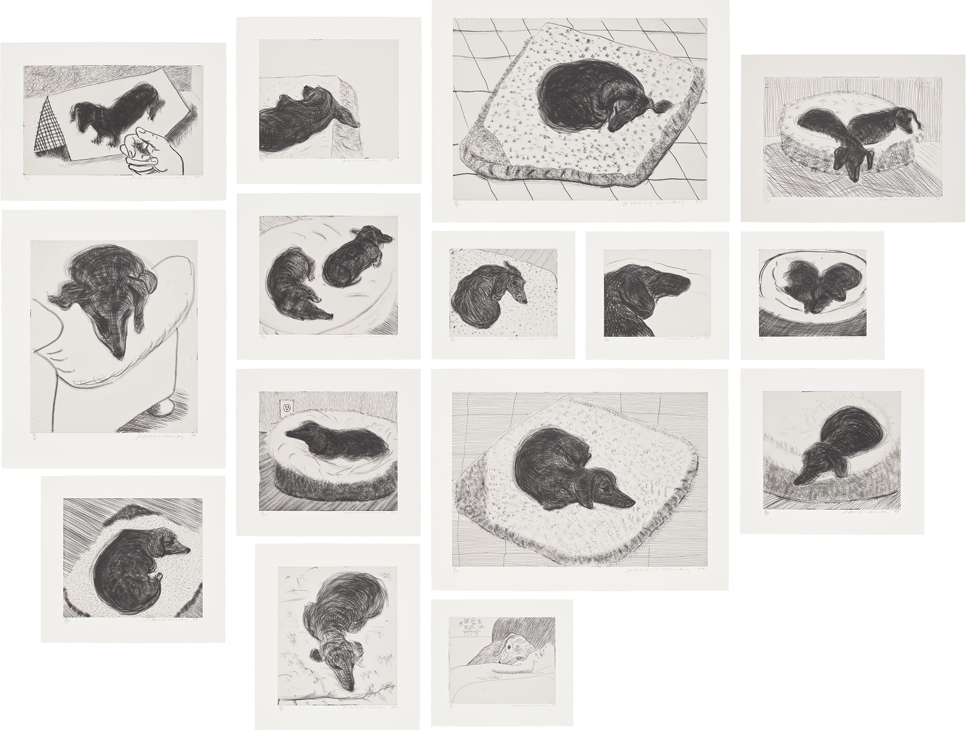 Dog Wall
