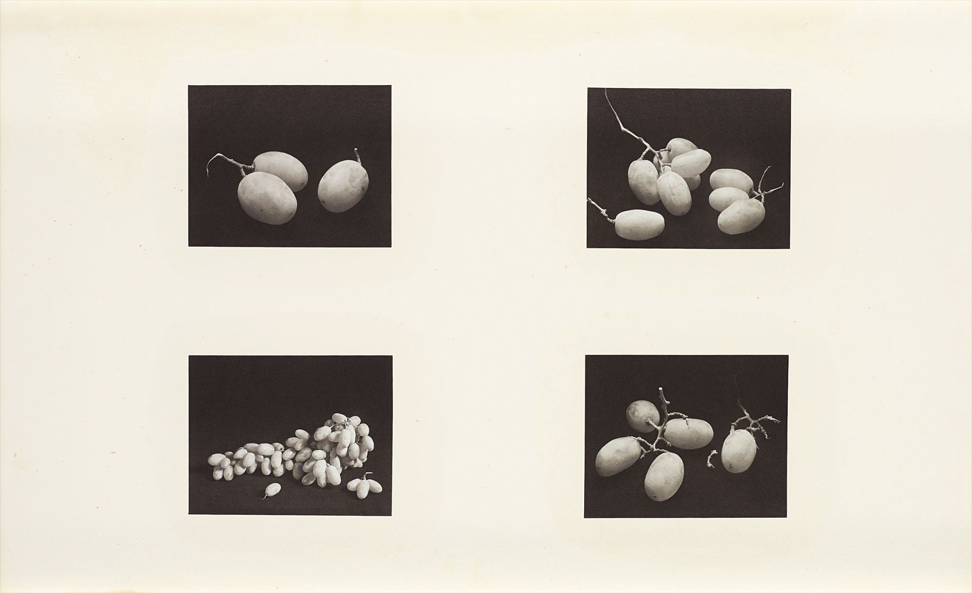 Irving Penn Photographs