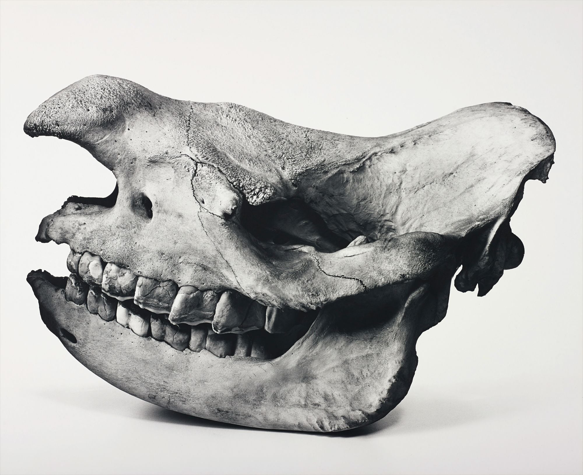 Irving Penn Photographs
