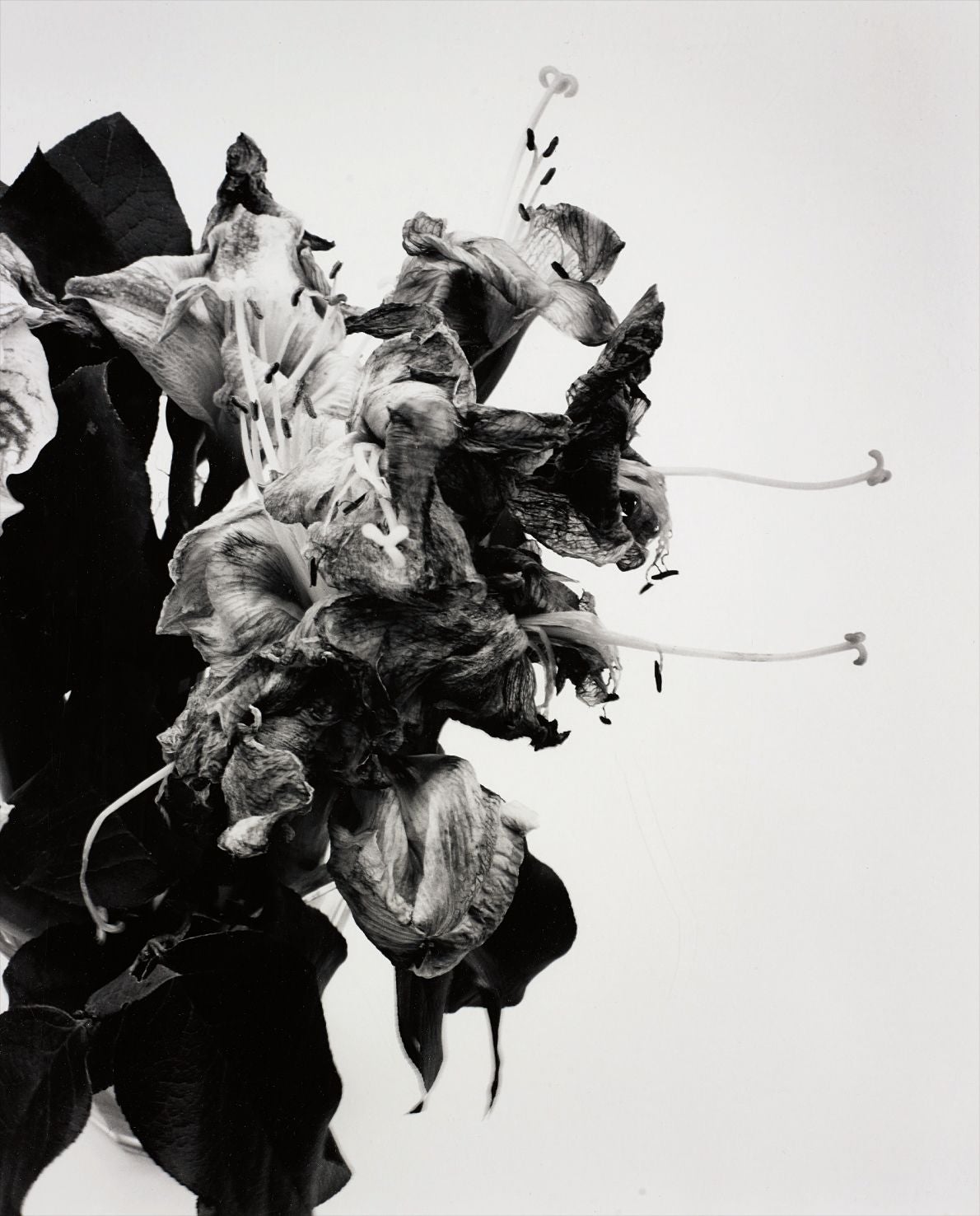 Nobuyoshi Araki × Guimet Museum　荒木経惟　非売品 荒木経惟 Nobuyoshi Araki Photographs