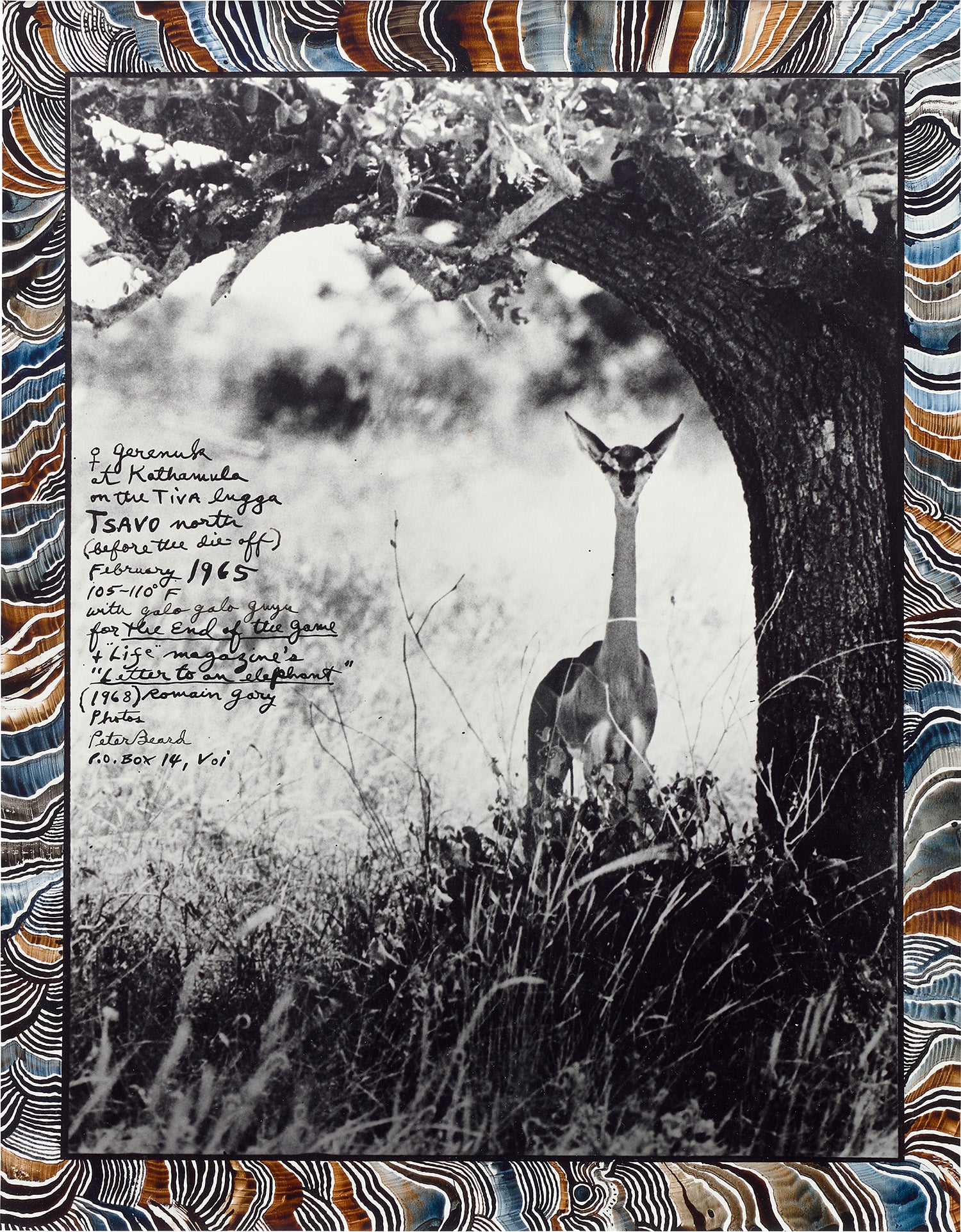 Peter Beard Photographs