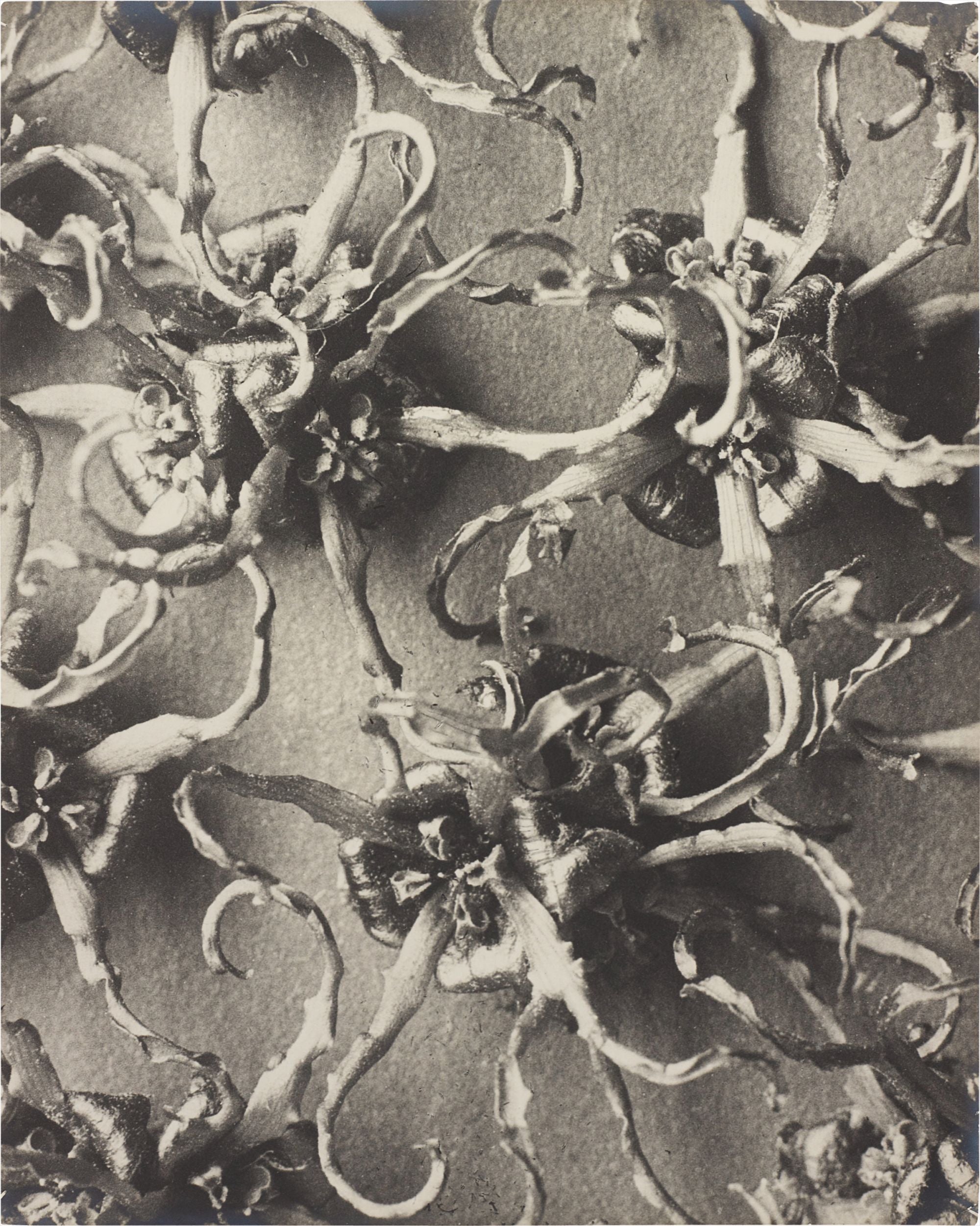John Swannell Photographs