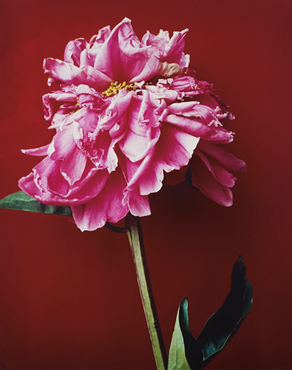 荒木経惟　花人生　Araki Nobuyoshi 花人生 / 荒木経惟 Nobuyoshi Araki - books used and new, flower