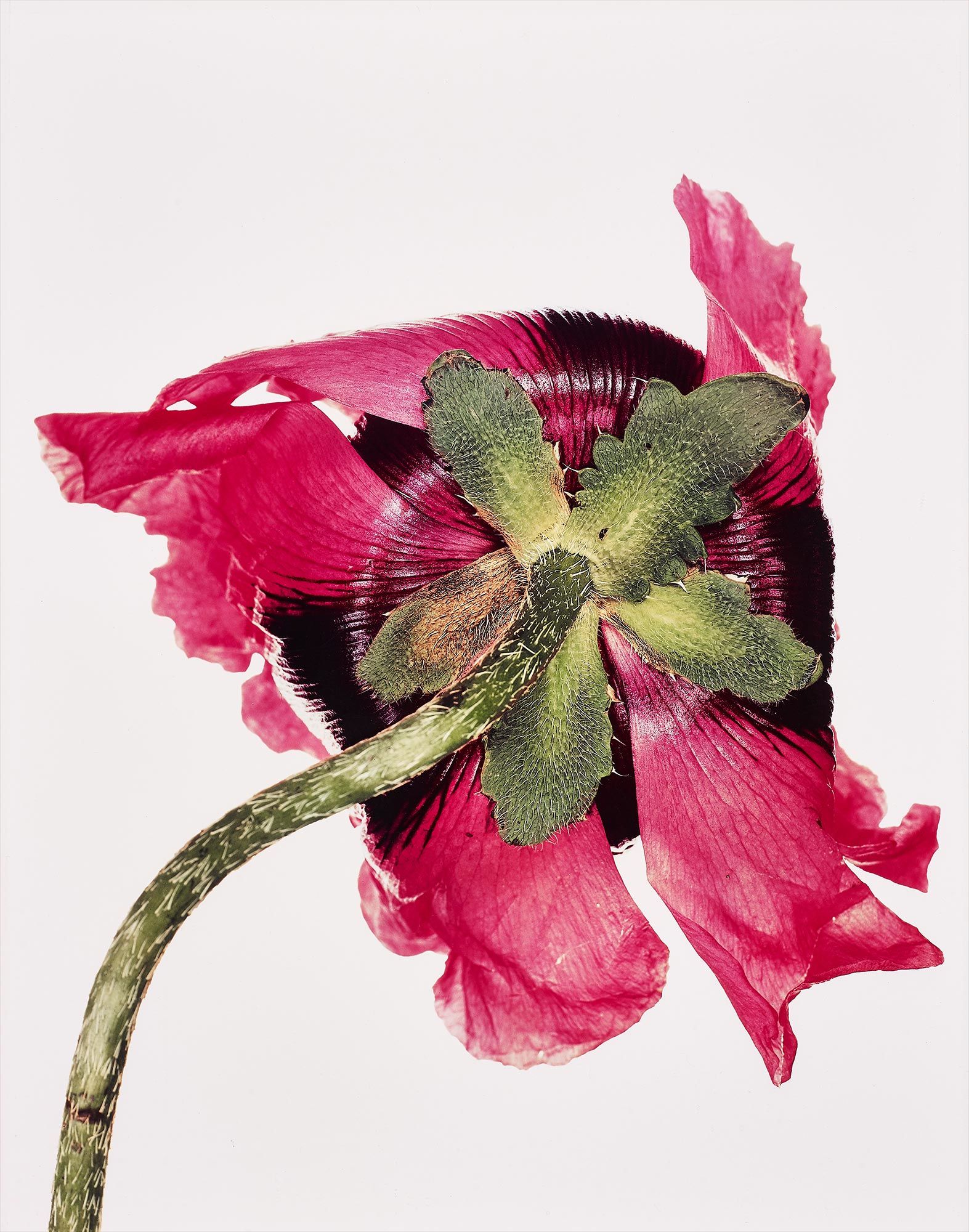 Irving Penn Photographs