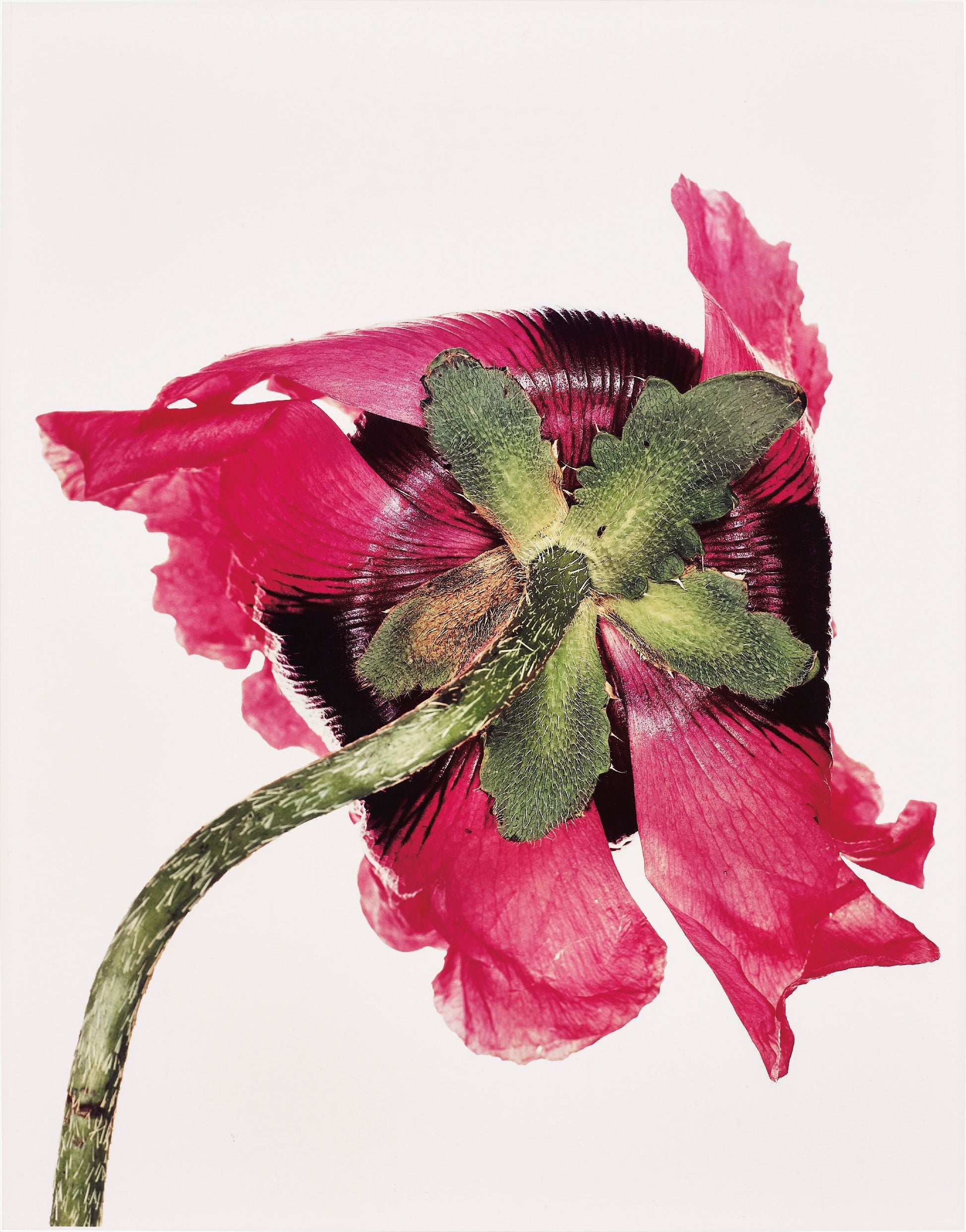 Irving Penn Photographs