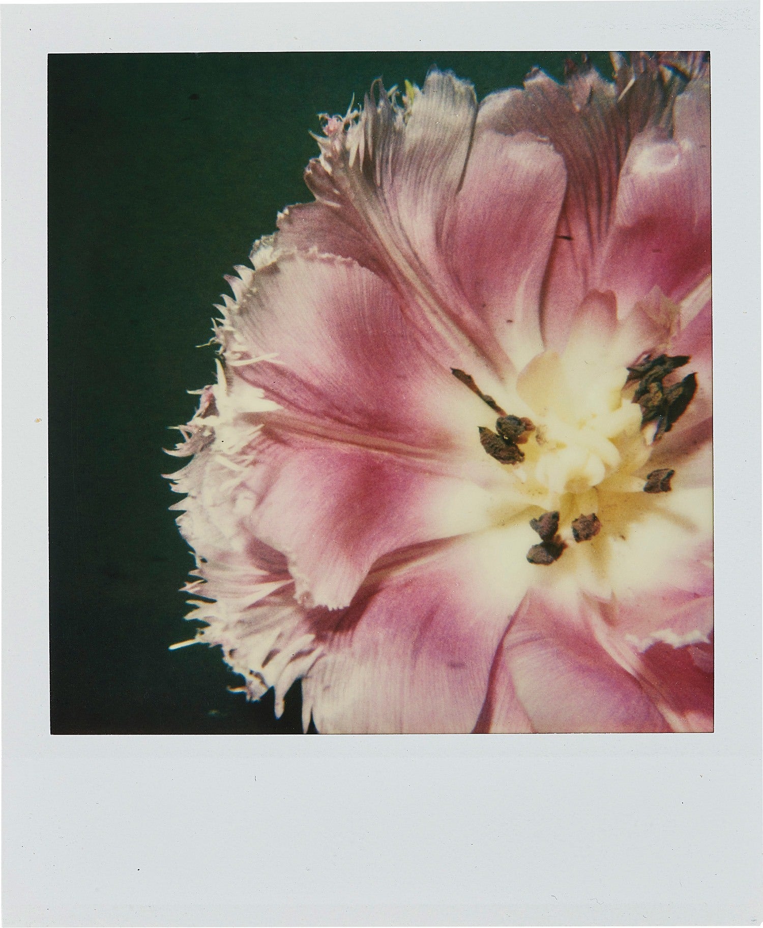 荒木経惟 Nobuyoshi Araki Photographs