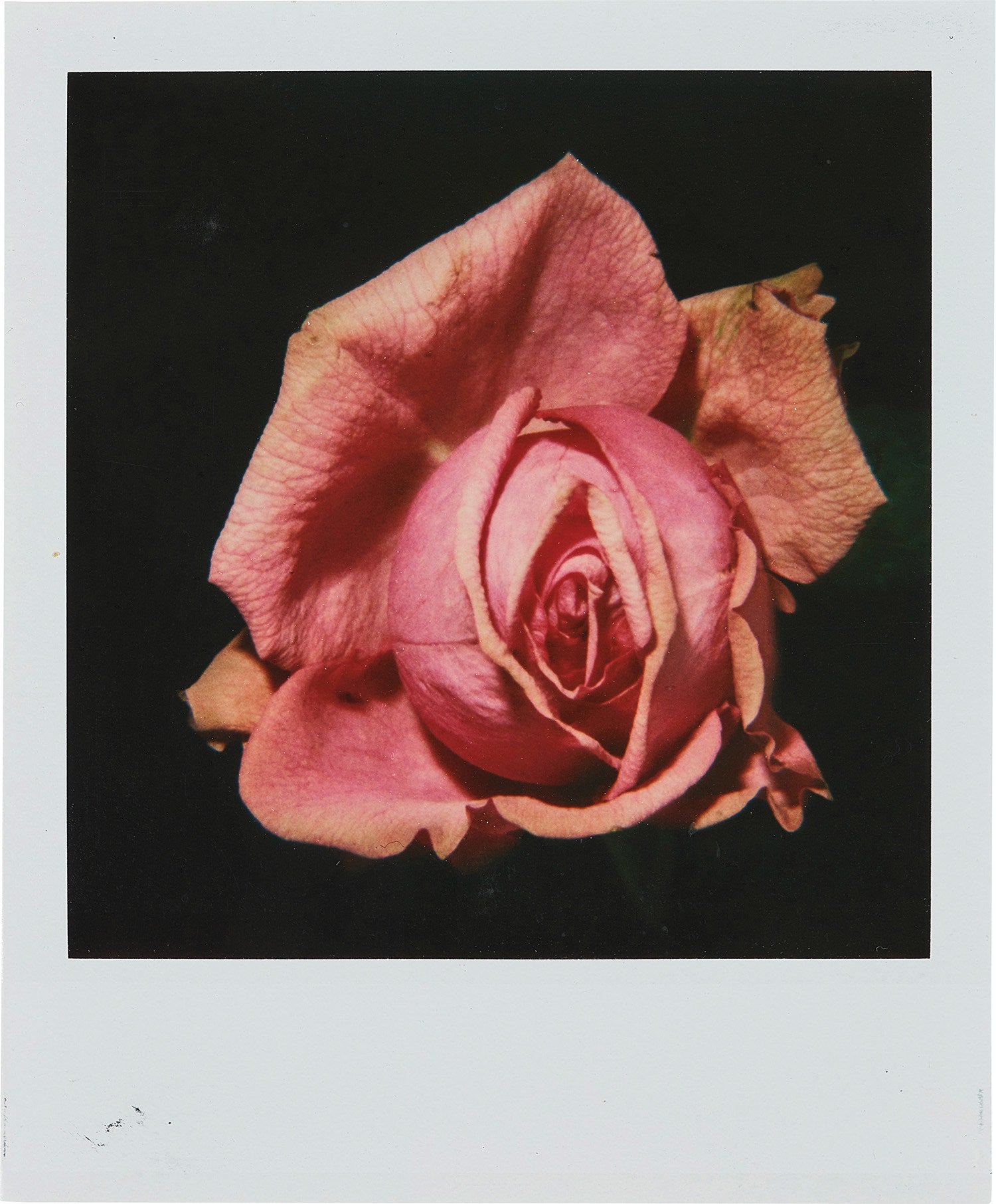 荒木経惟 Nobuyoshi Araki Photographs