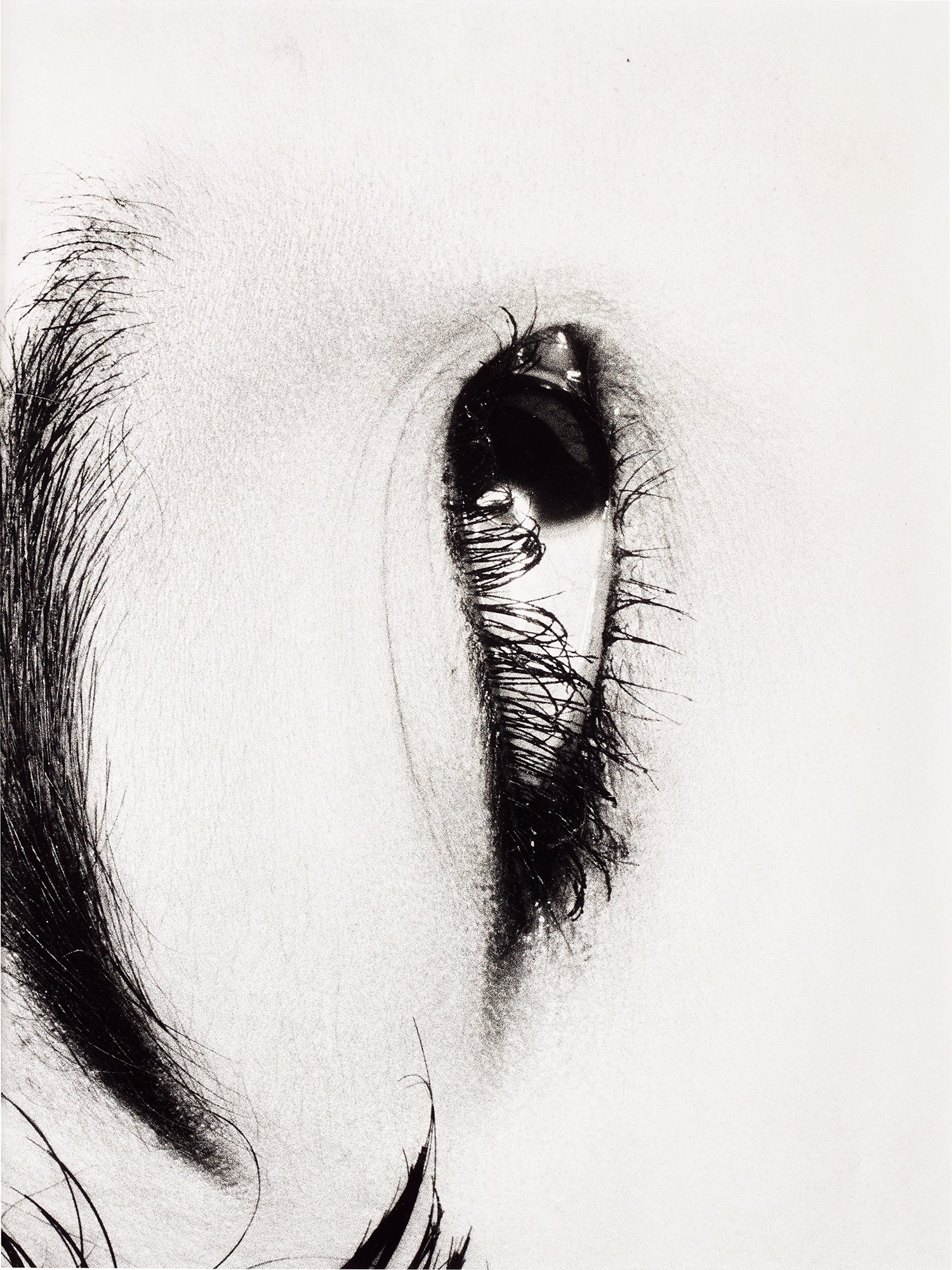 荒木経惟 Nobuyoshi Araki: Works for Sale, Upcoming Auctions & Past