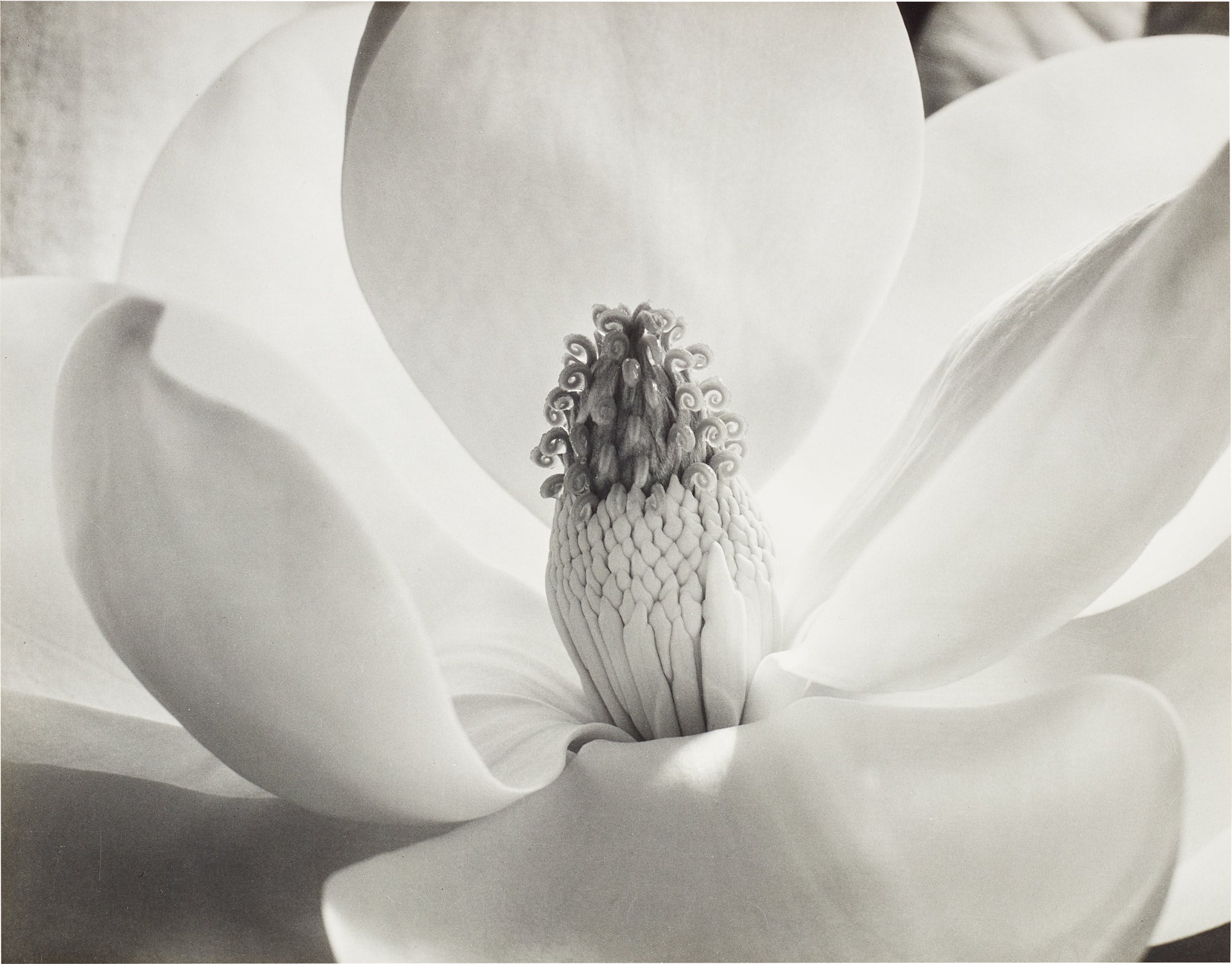 Imogen Cunningham Photographs