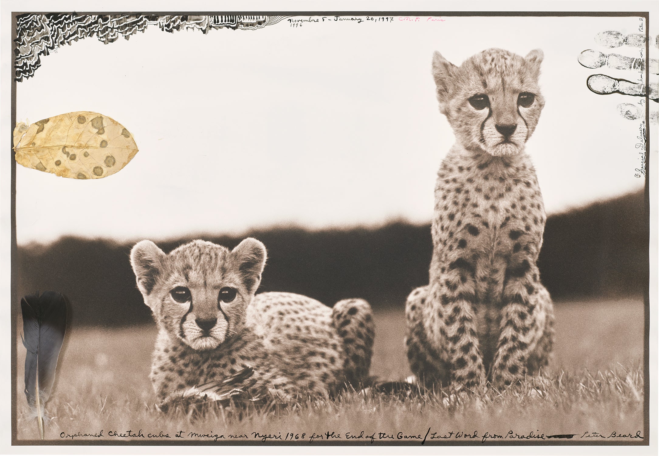Peter Beard Photographs