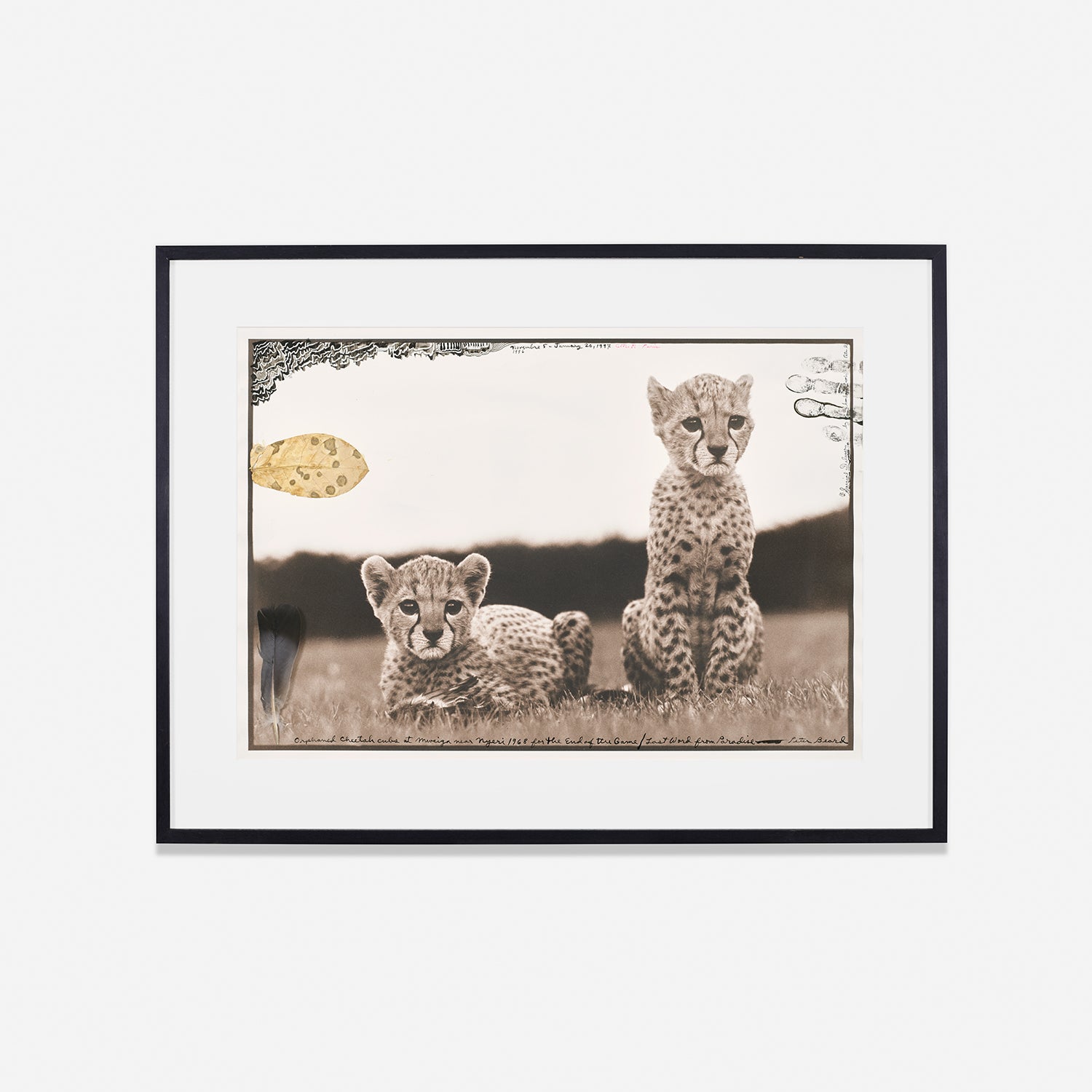 Peter Beard Photographs Peter Beard Photographs