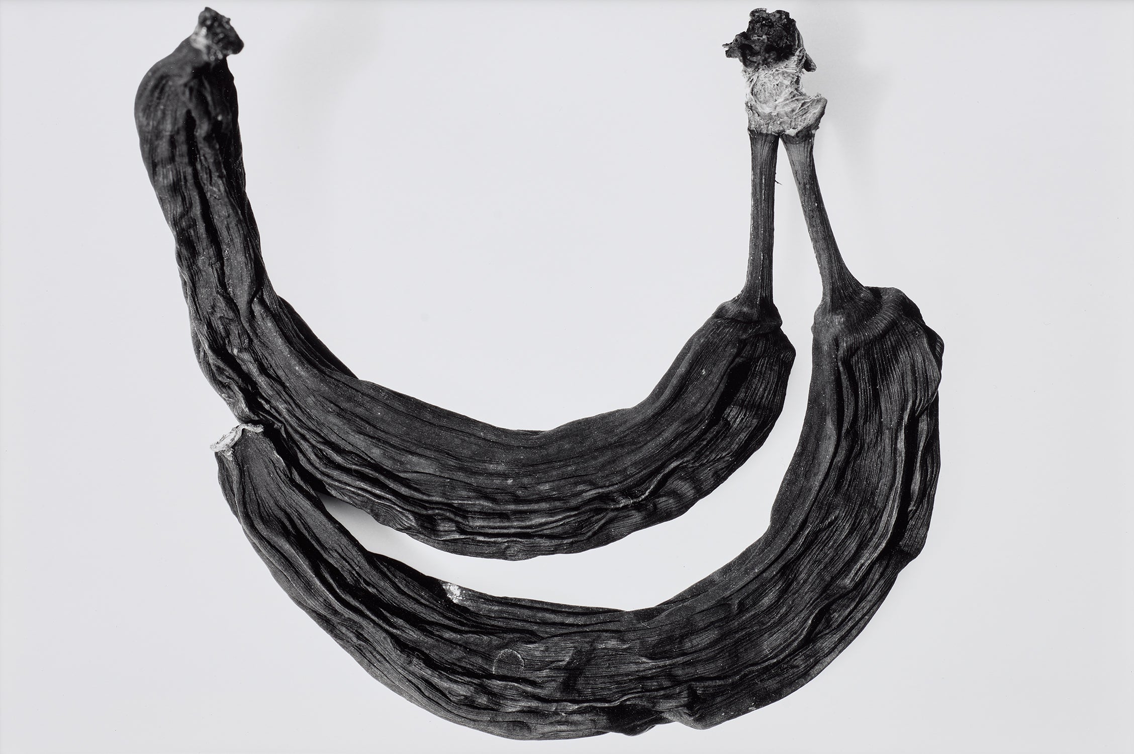 Irving Penn Photographs