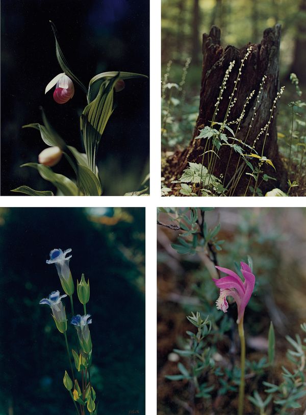 Curated by Lily Kwong
